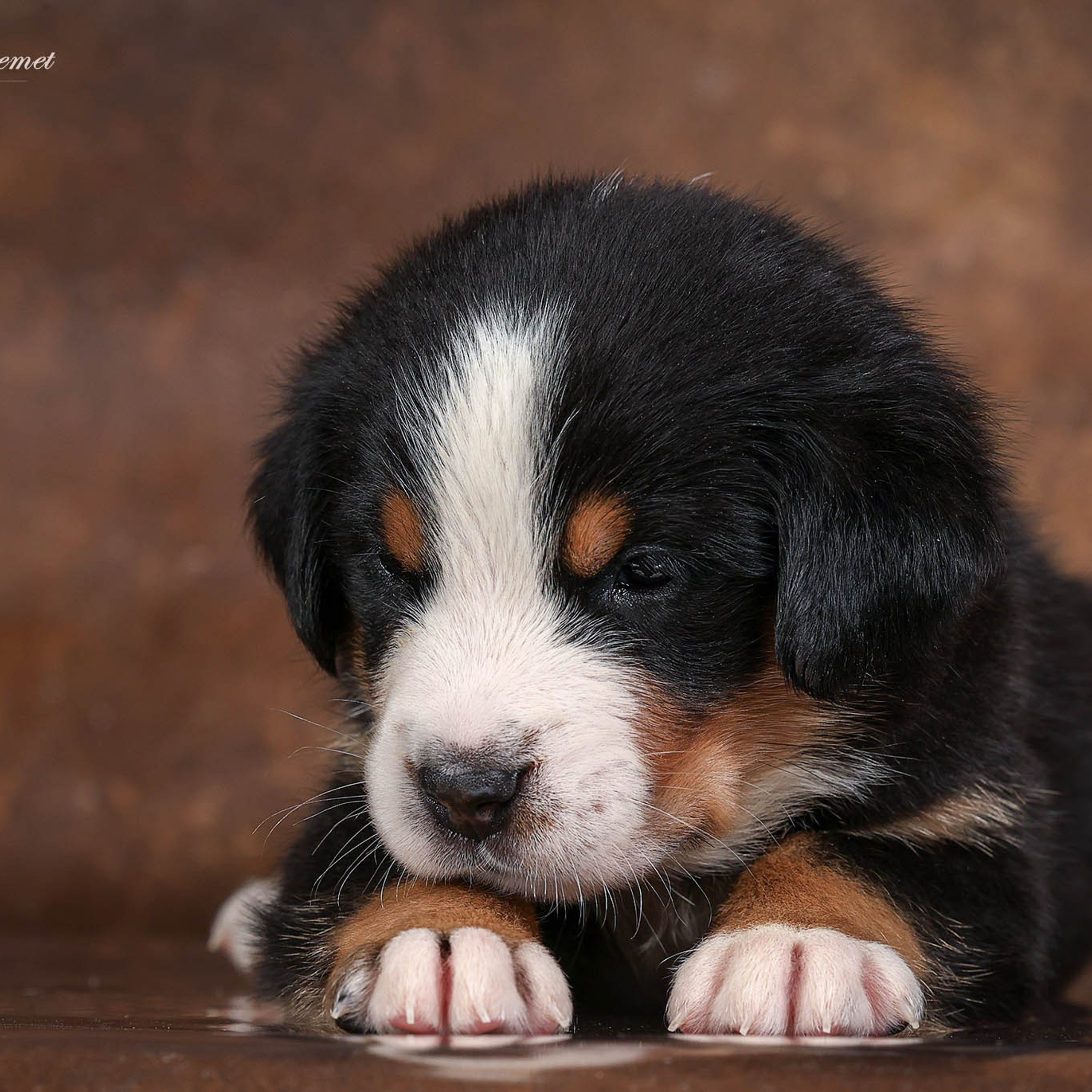 Щенки зенненхунда. Питомник Больших Швейцарских Зенненхундов в Калужской области