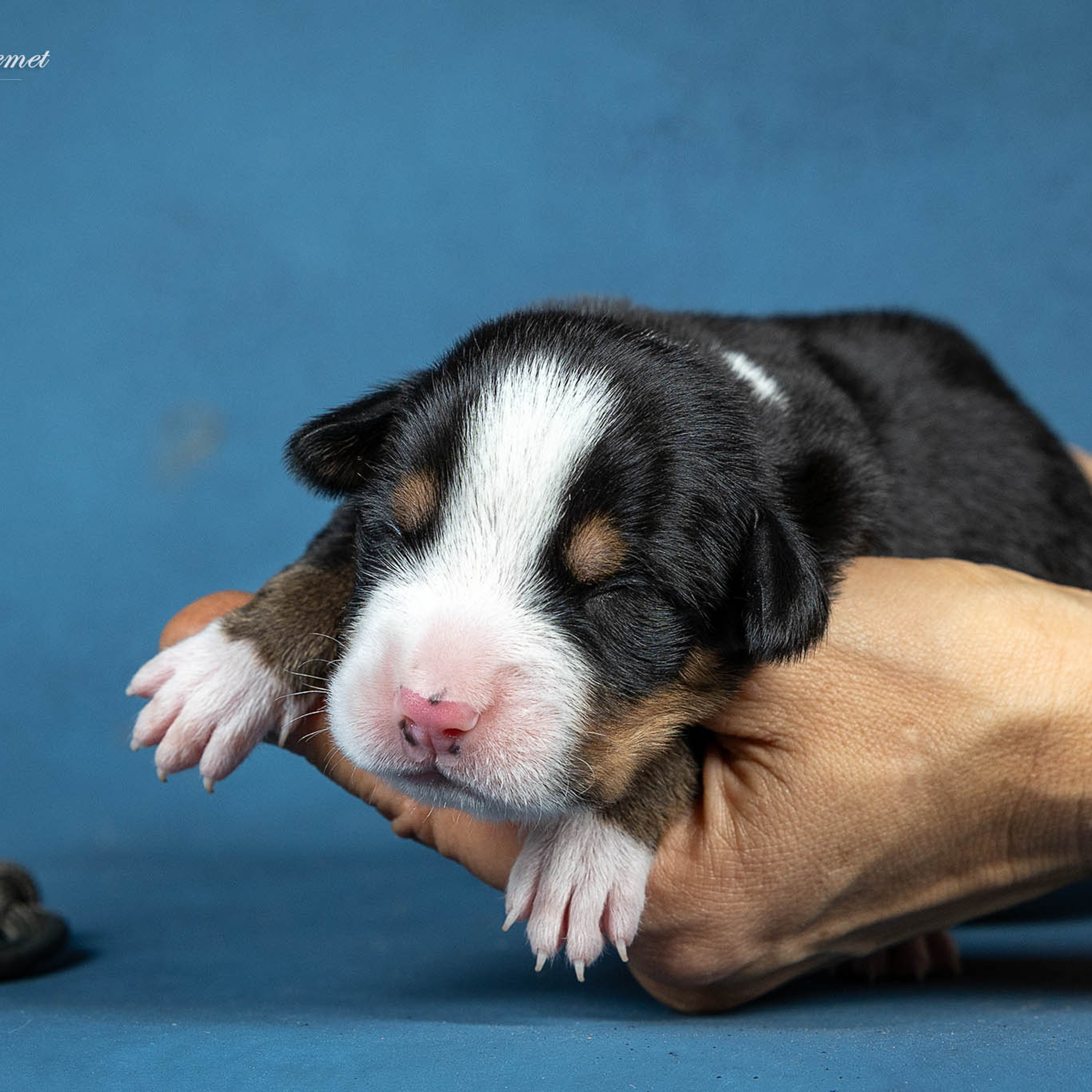 Щенки зенненхунда. Питомник Больших Швейцарских Зенненхундов в Калужской области