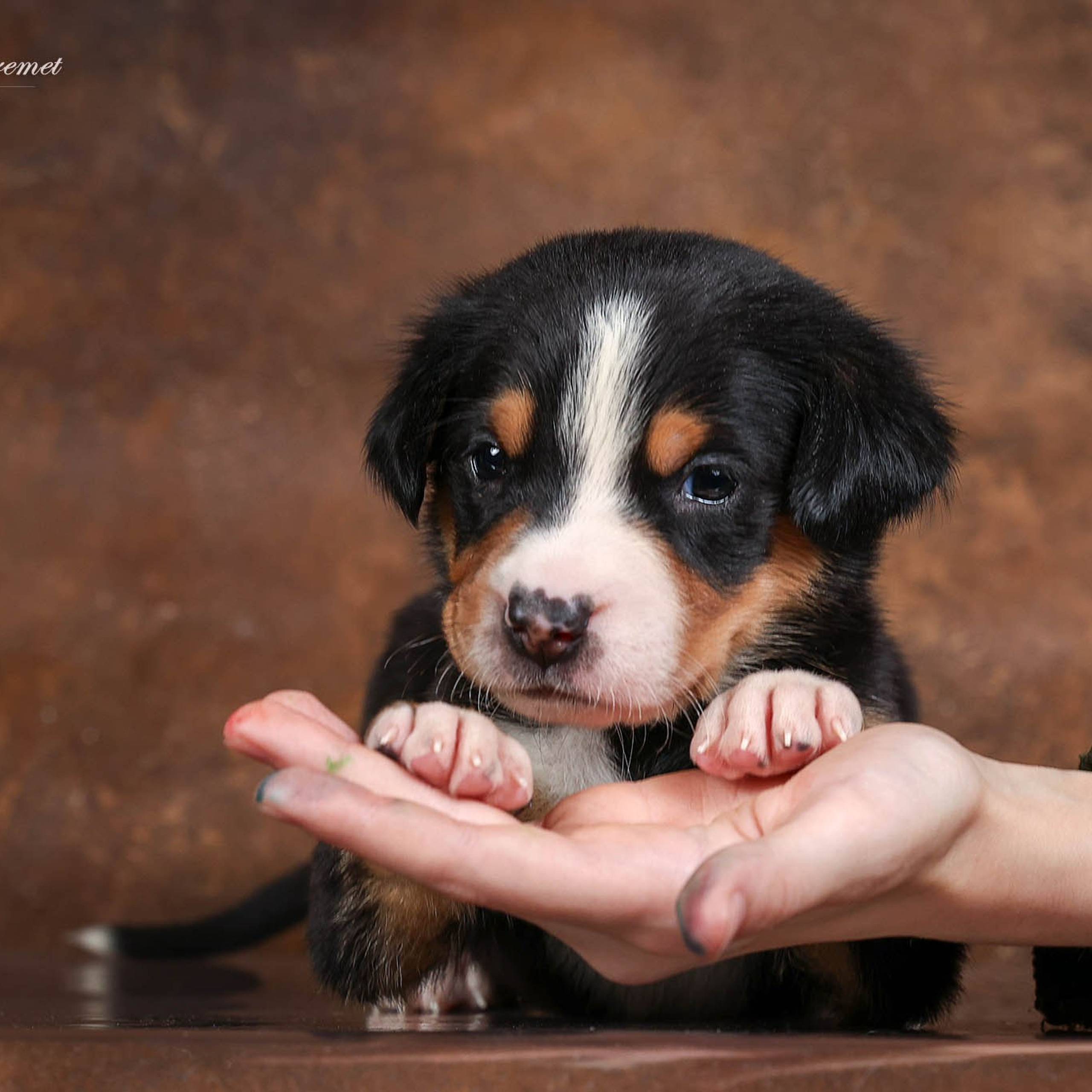 Щенки зенненхунда. Питомник Больших Швейцарских Зенненхундов в Калужской области