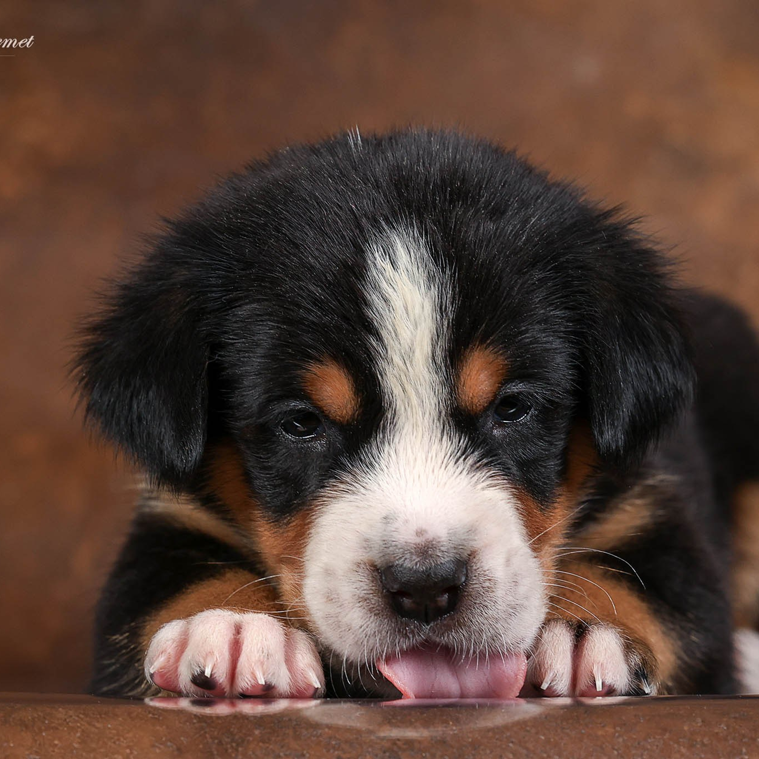 Щенки зенненхунда. Питомник Больших Швейцарских Зенненхундов в Калужской области