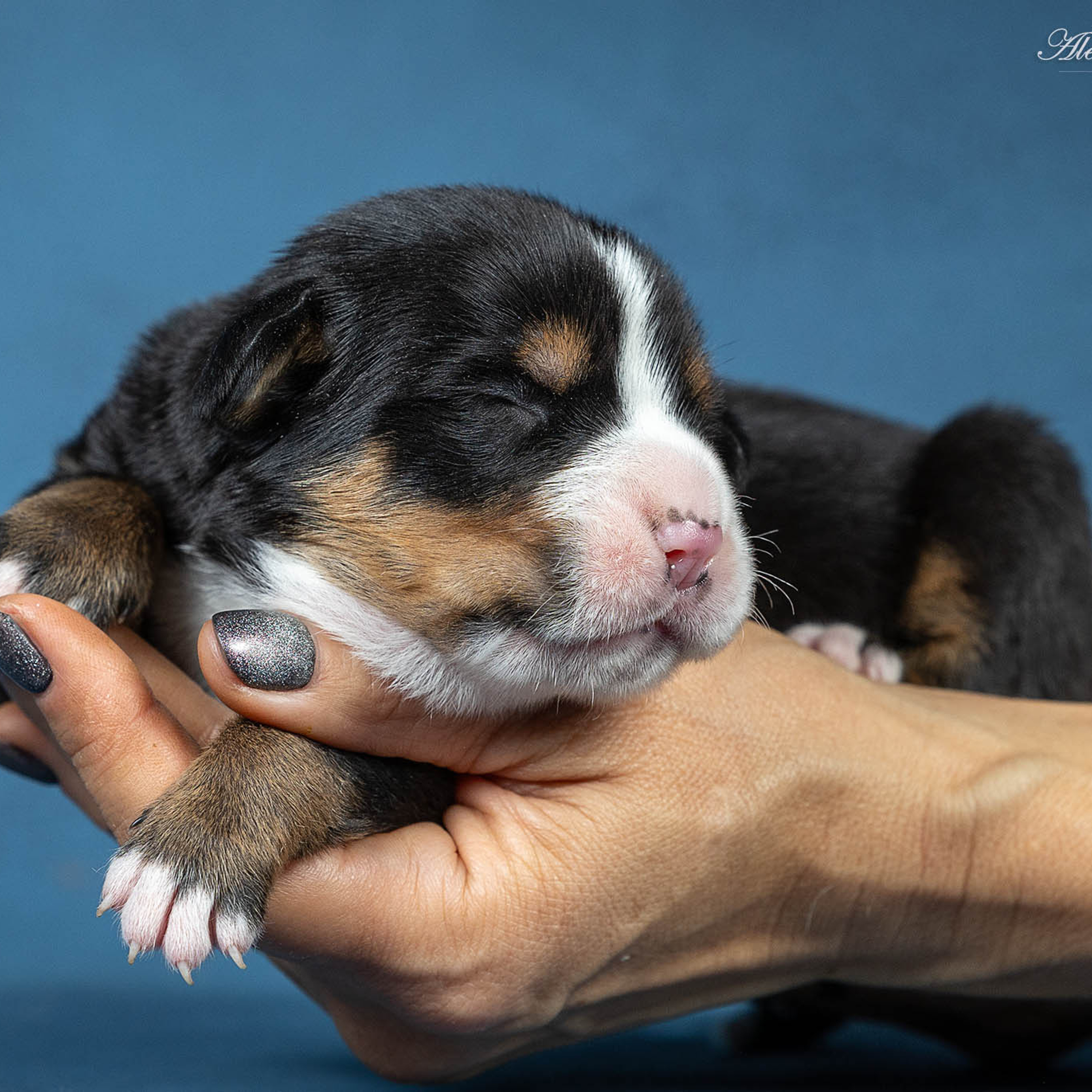 Щенки зенненхунда. Питомник Больших Швейцарских Зенненхундов в Калужской области