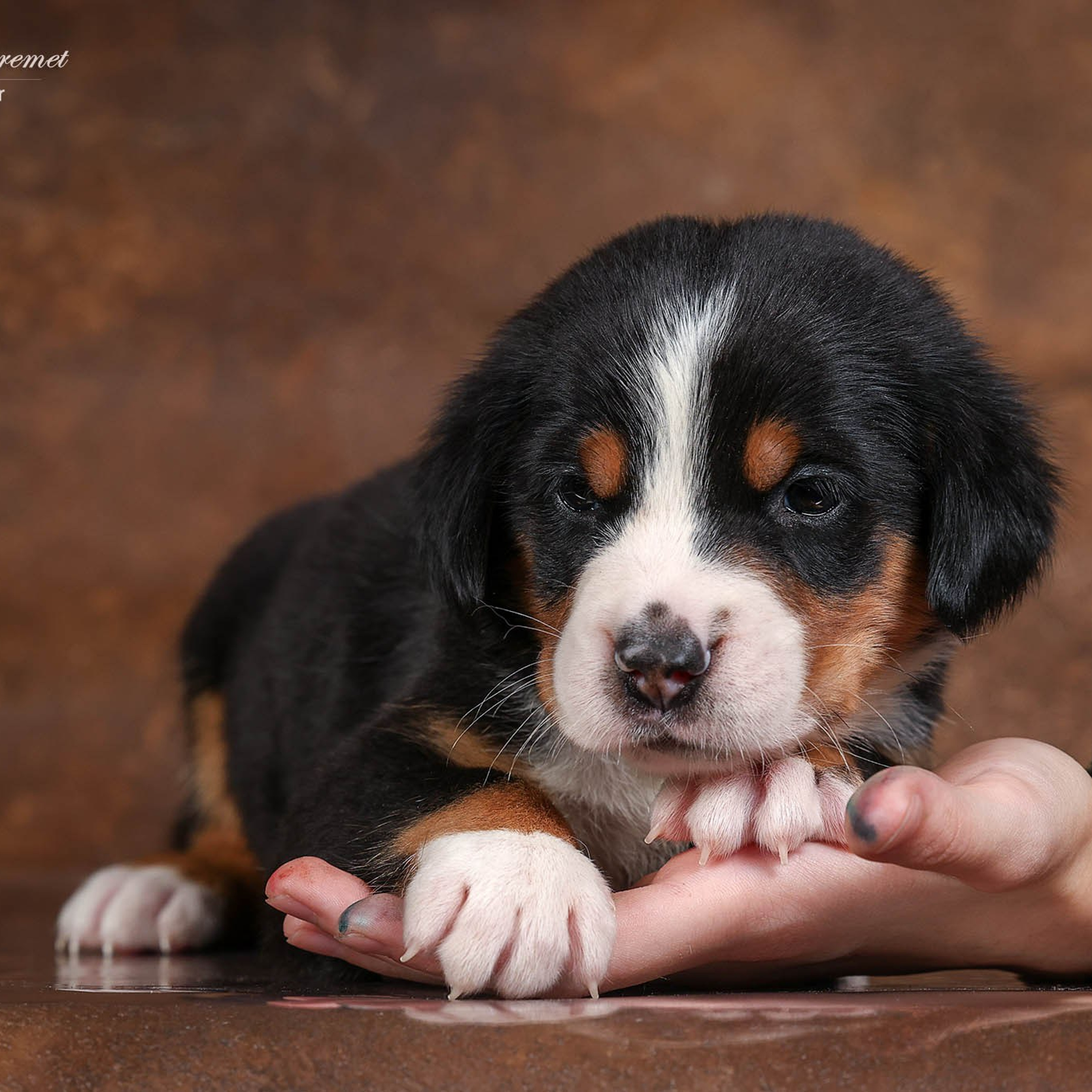 Щенки зенненхунда. Питомник Больших Швейцарских Зенненхундов в Калужской области