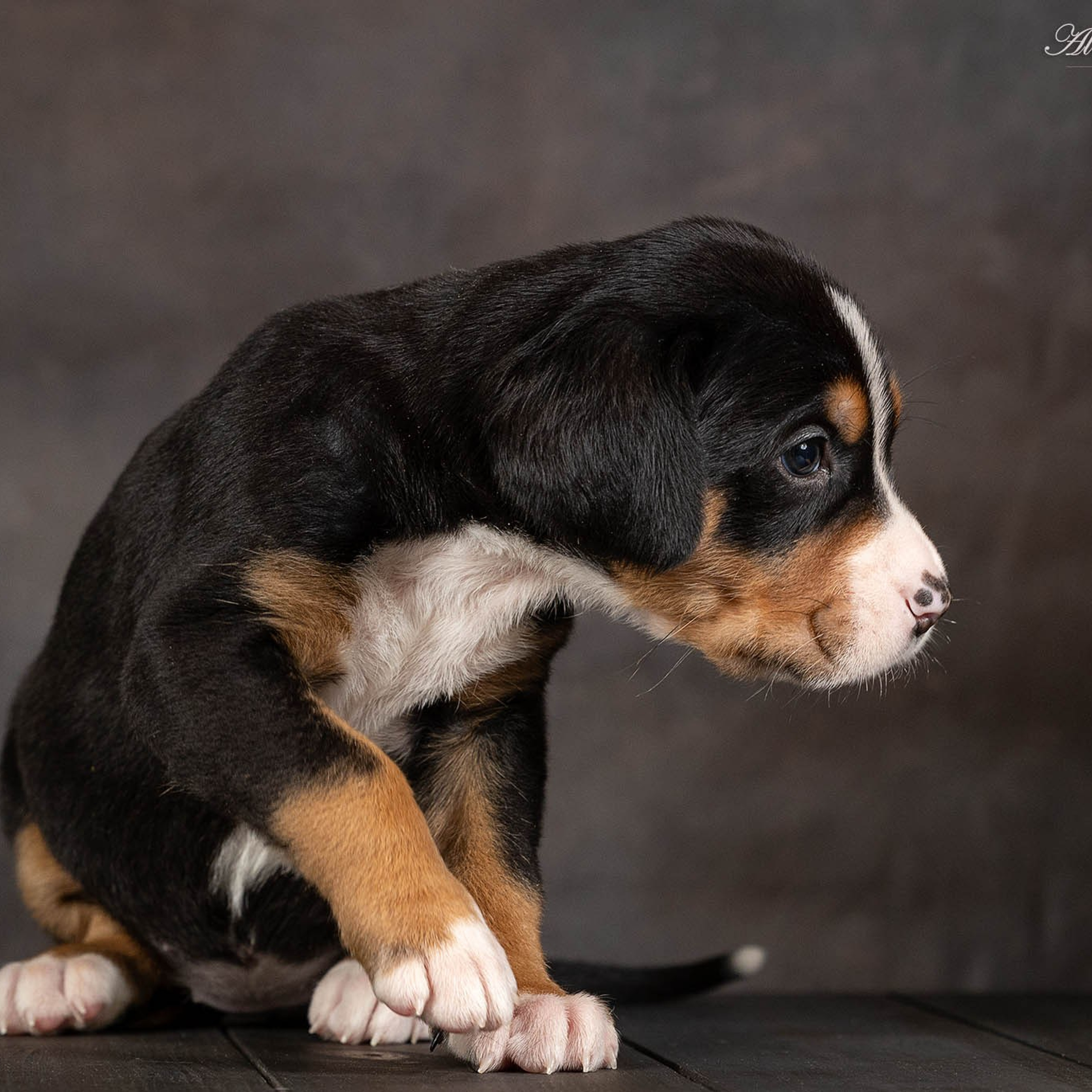Щенки зенненхунда. Питомник Больших Швейцарских Зенненхундов в Калужской области