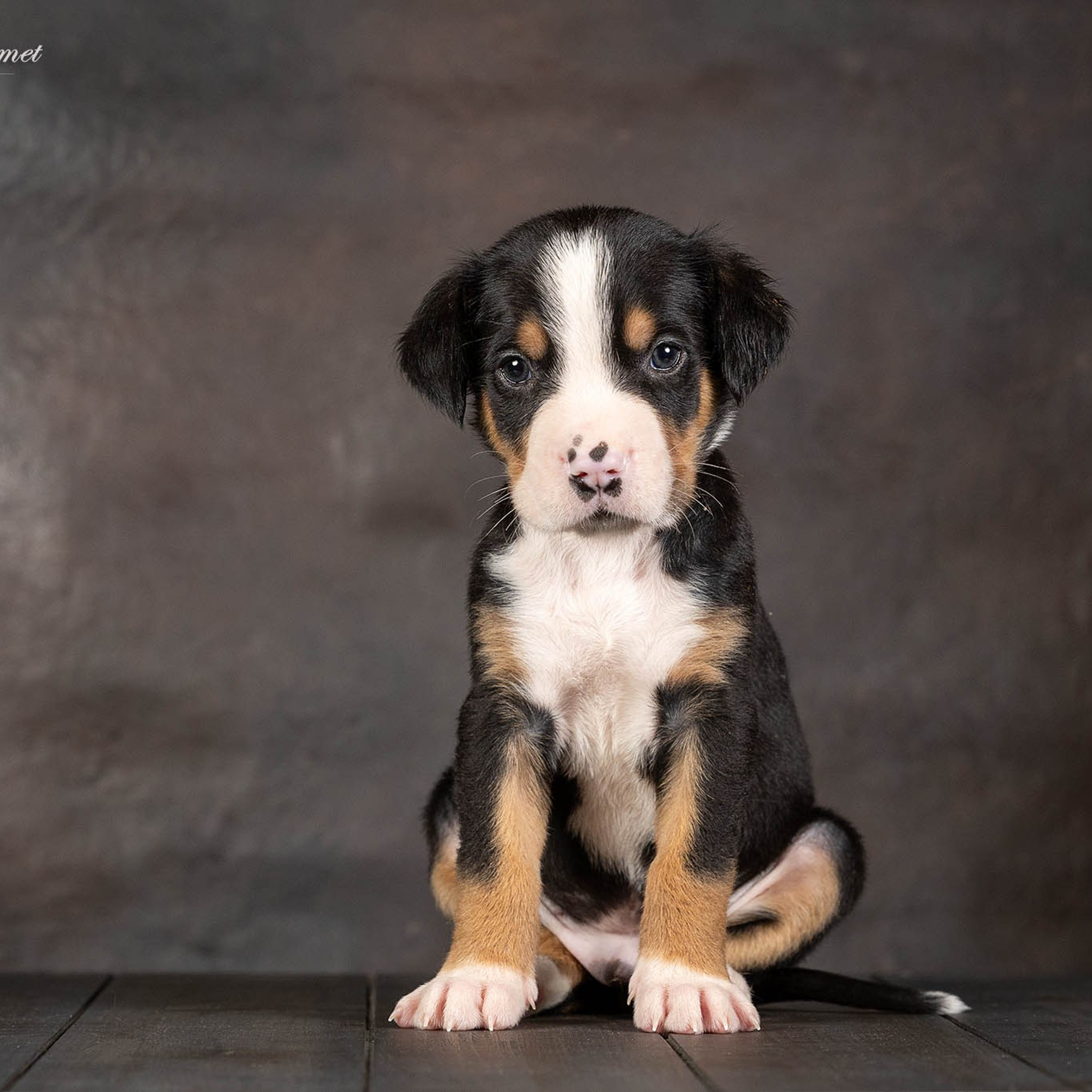 Щенки зенненхунда. Питомник Больших Швейцарских Зенненхундов в Калужской области