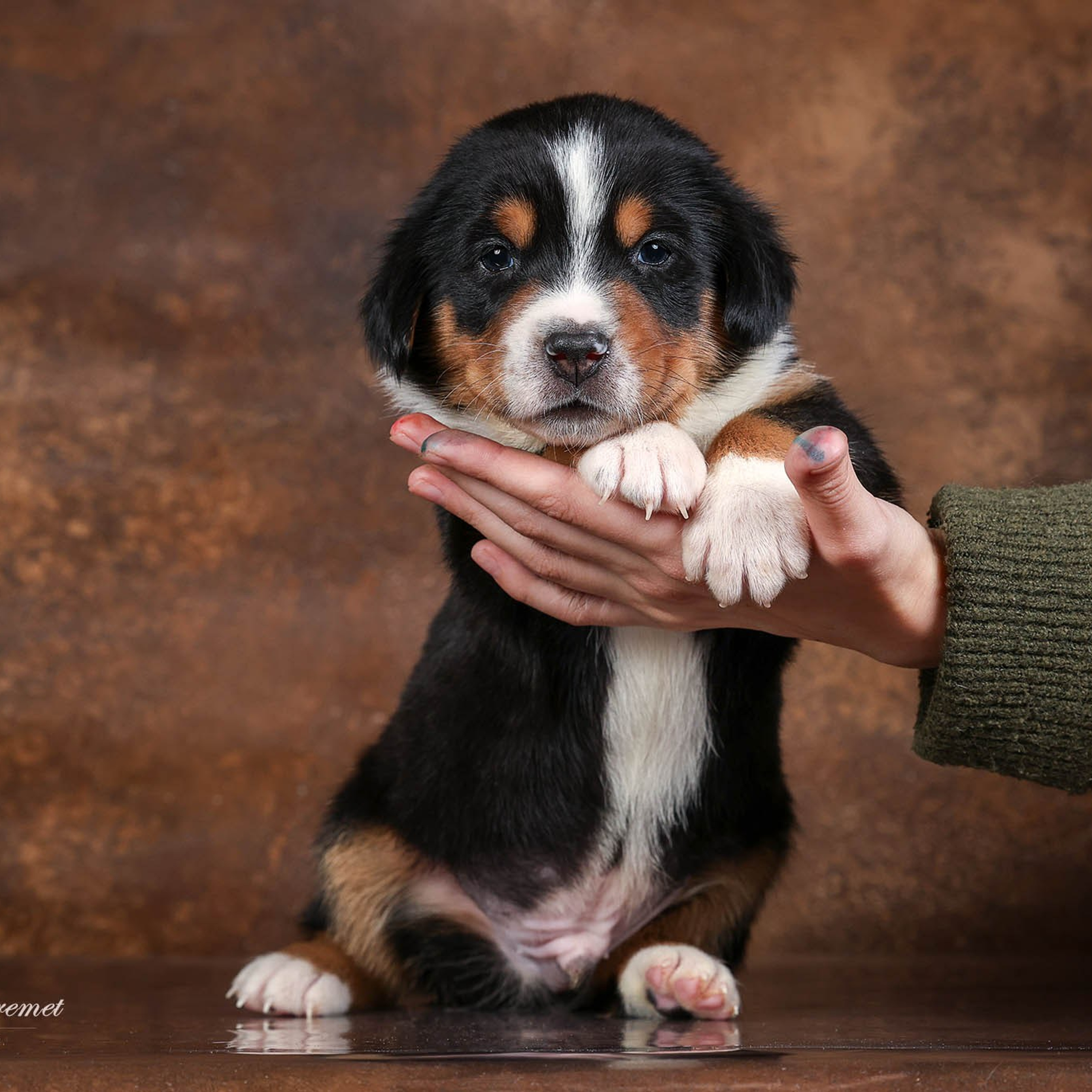 Щенки зенненхунда. Питомник Больших Швейцарских Зенненхундов в Калужской области