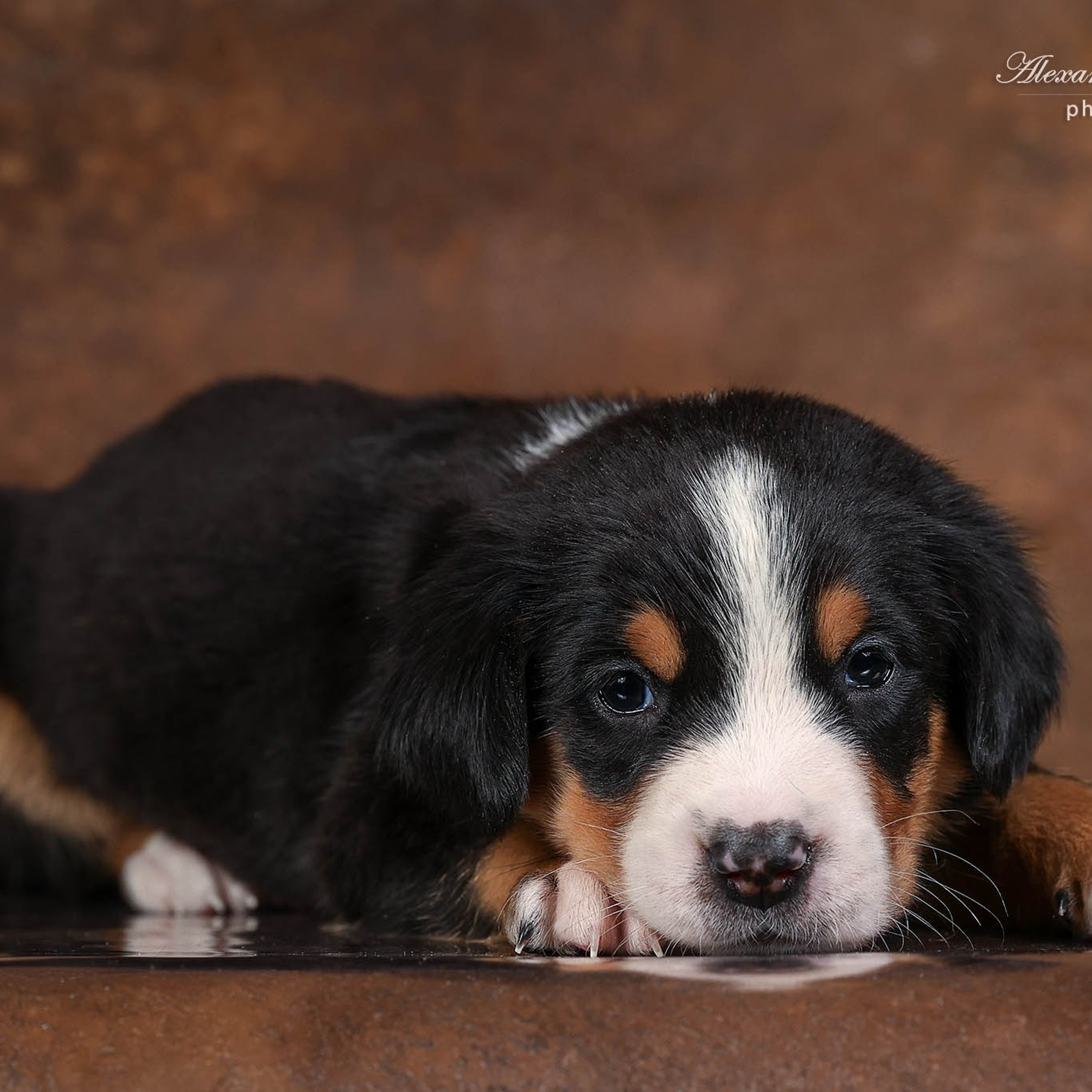 Щенки зенненхунда. Питомник Больших Швейцарских Зенненхундов в Калужской области