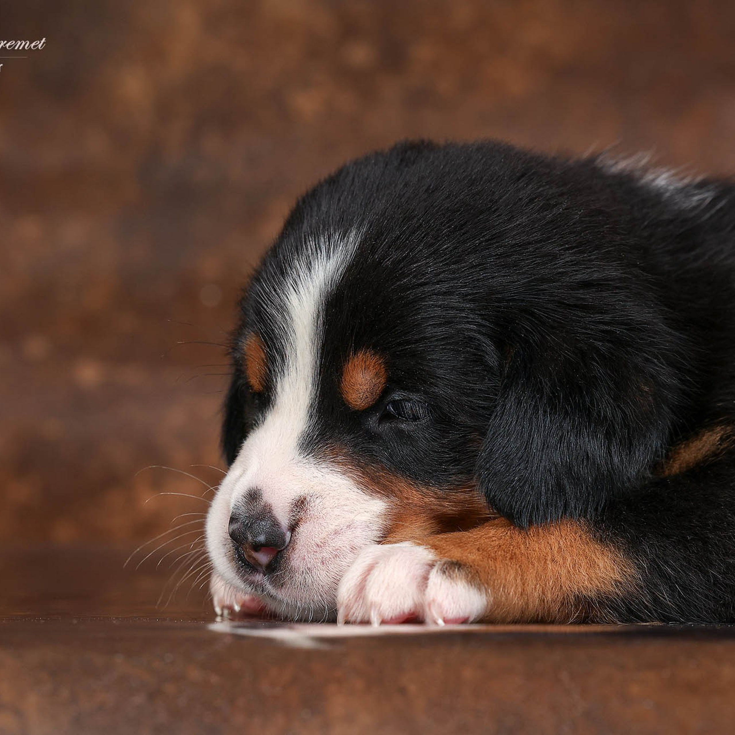 Щенки зенненхунда. Питомник Больших Швейцарских Зенненхундов в Калужской области