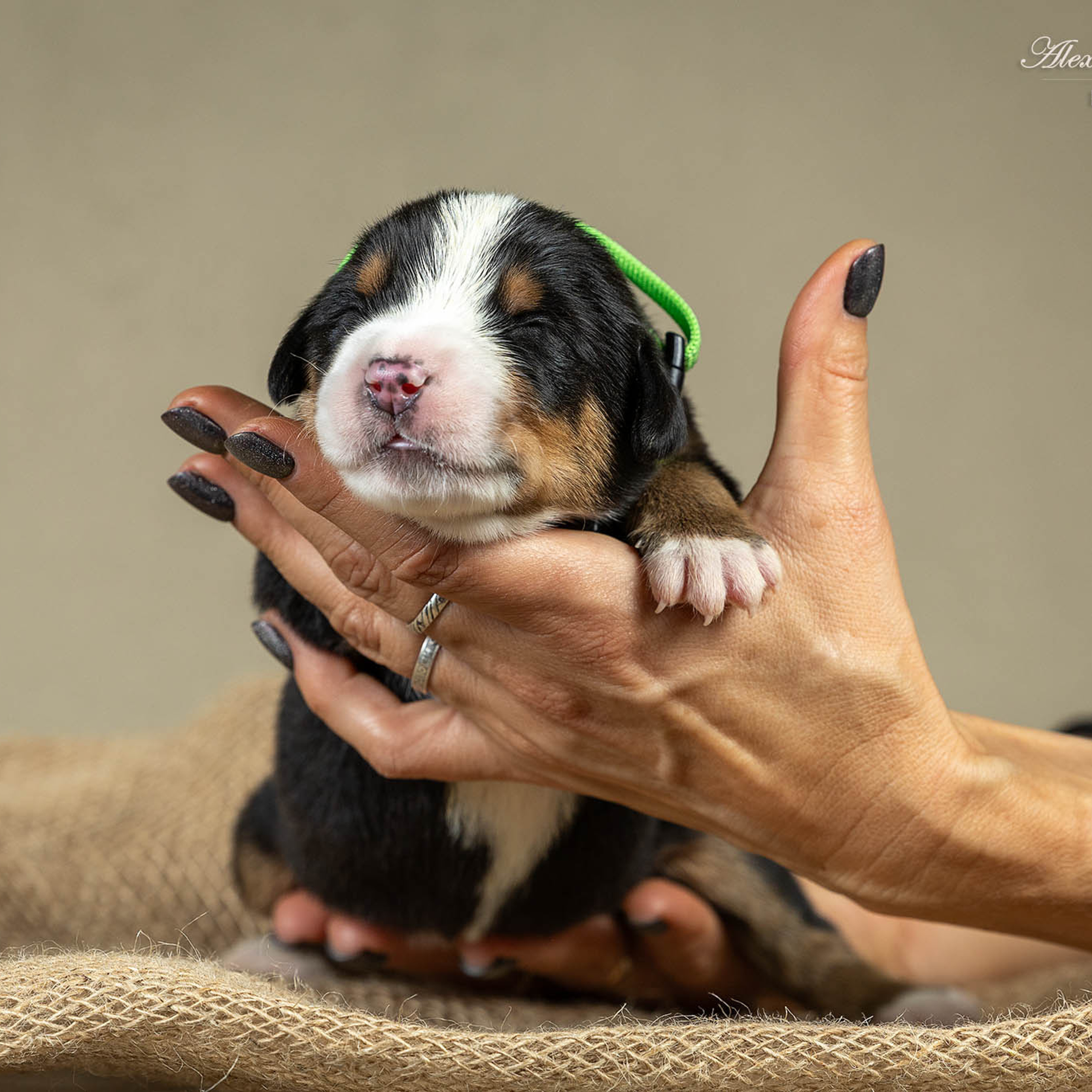 Щенки зенненхунда. Питомник Больших Швейцарских Зенненхундов в Калужской области