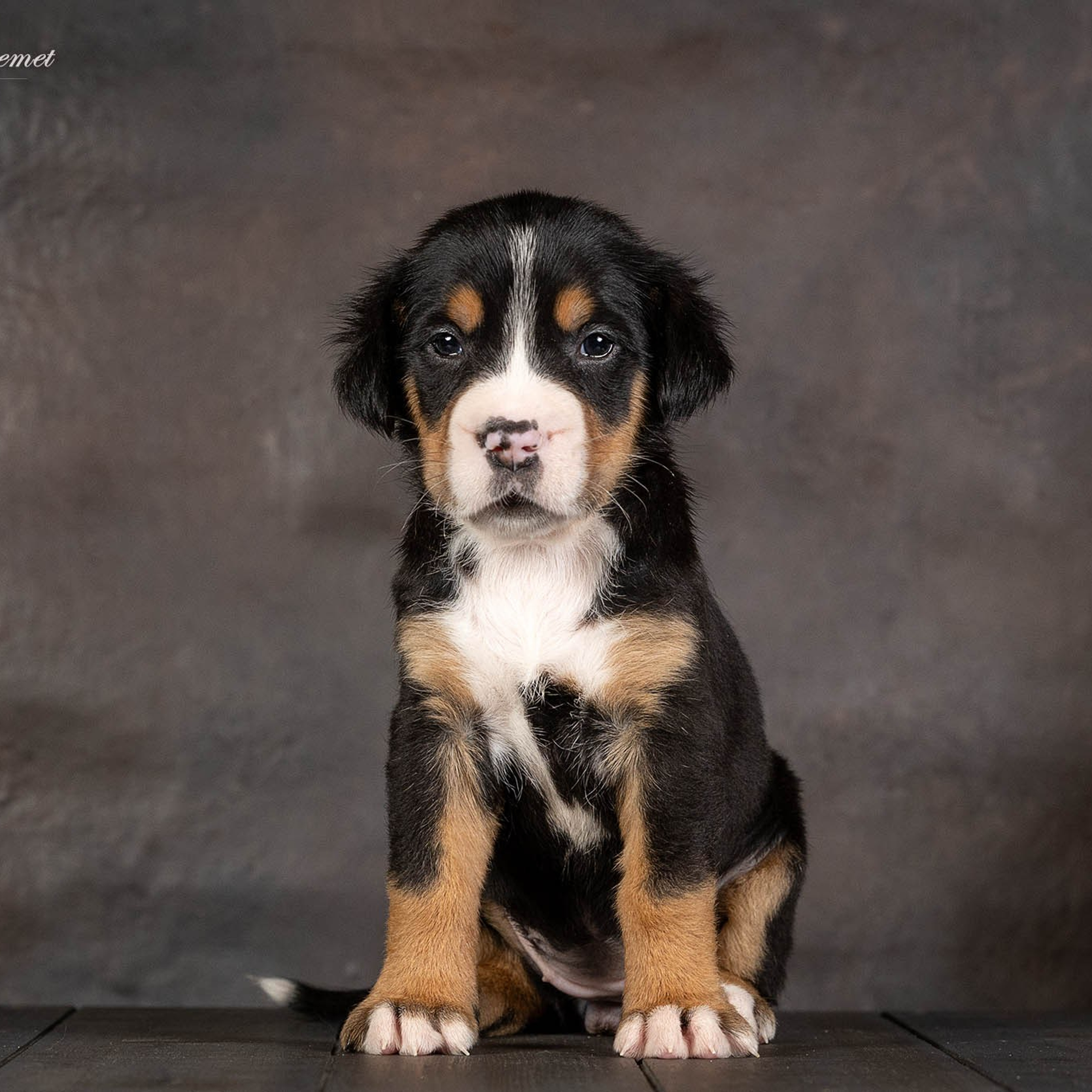 Щенки зенненхунда. Питомник Больших Швейцарских Зенненхундов в Калужской области