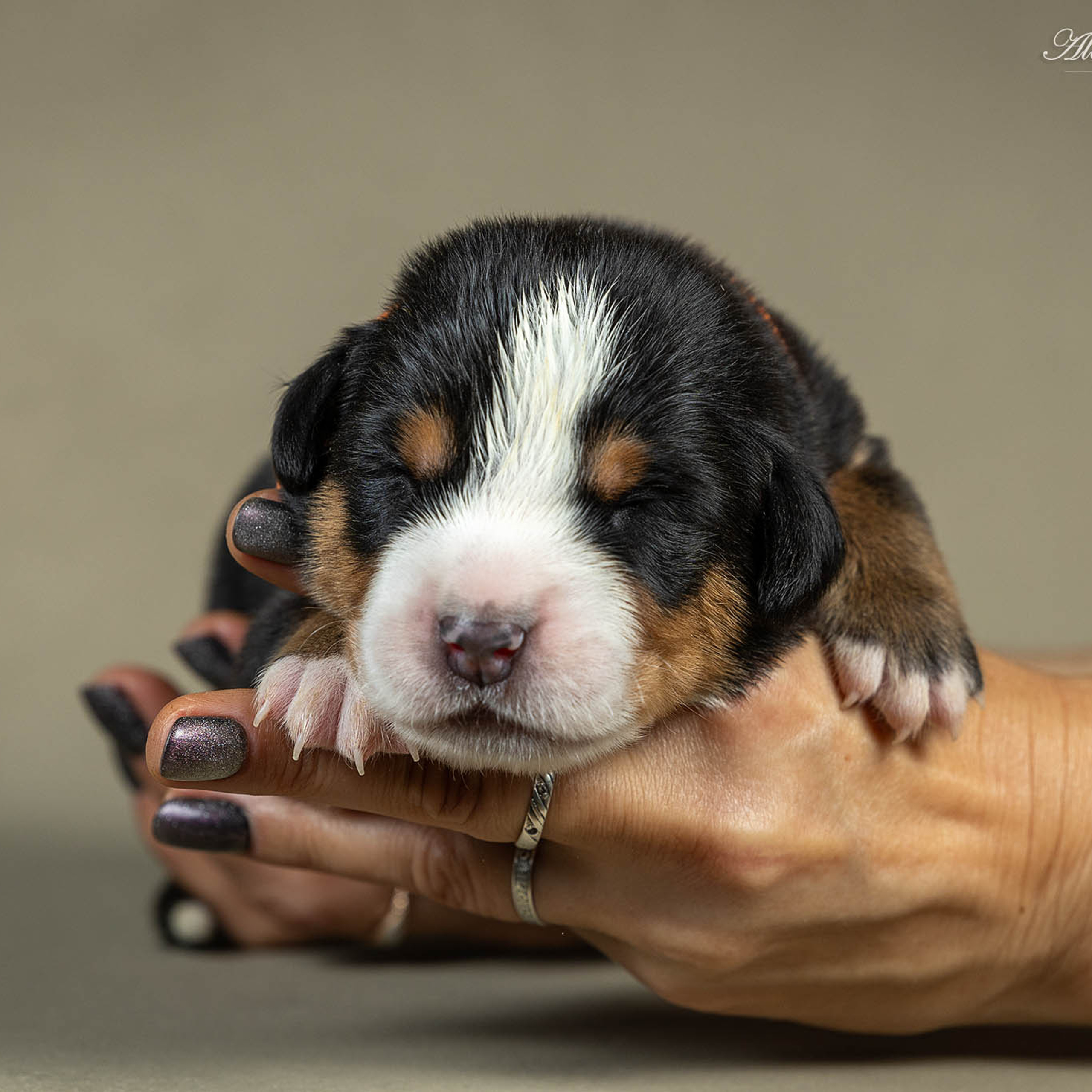Щенки зенненхунда. Питомник Больших Швейцарских Зенненхундов в Калужской области