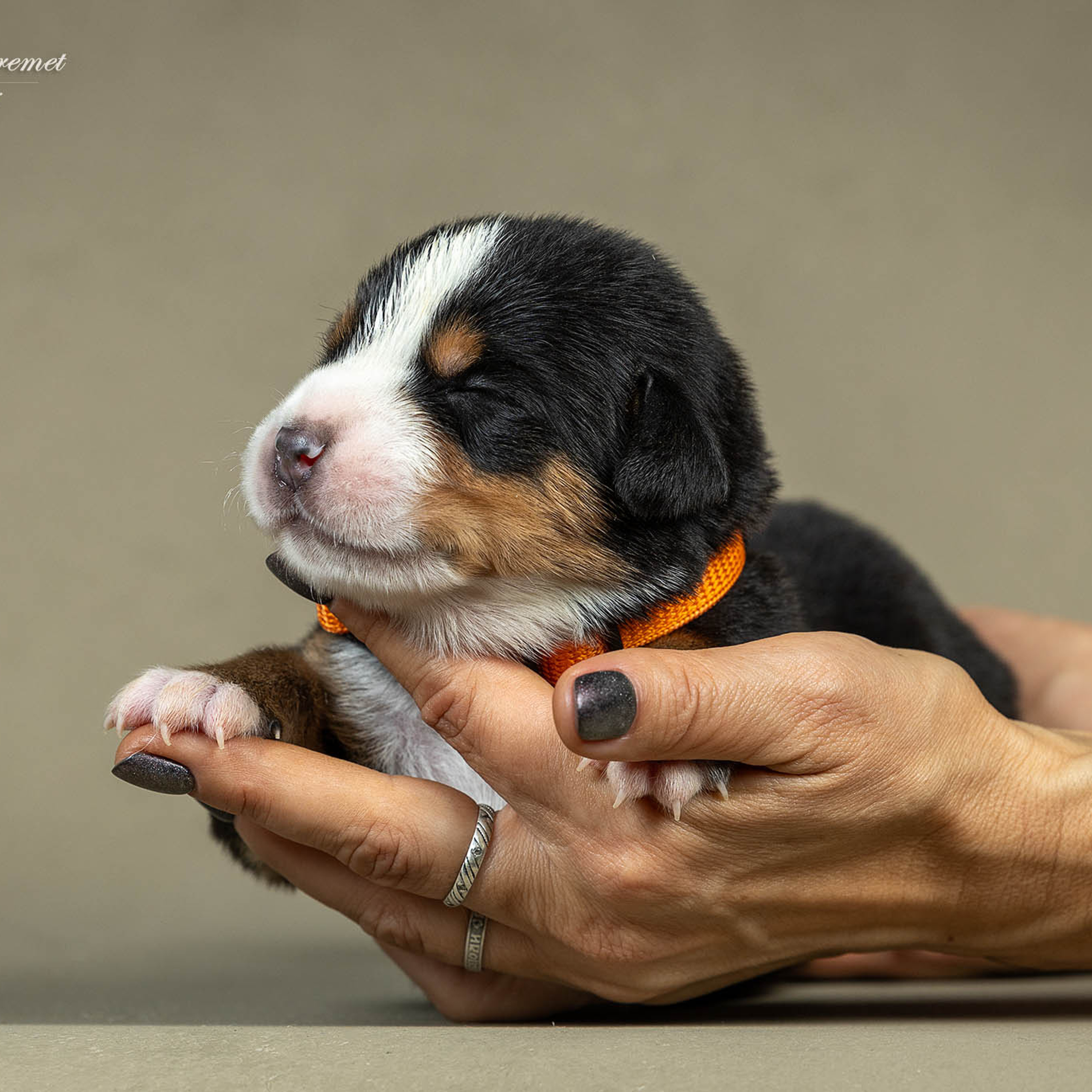 Щенки зенненхунда. Питомник Больших Швейцарских Зенненхундов в Калужской области