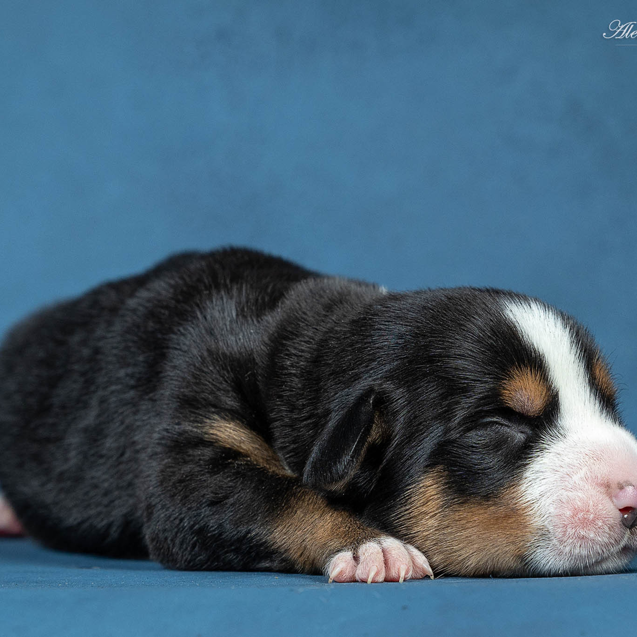 Щенки зенненхунда. Питомник Больших Швейцарских Зенненхундов в Калужской области