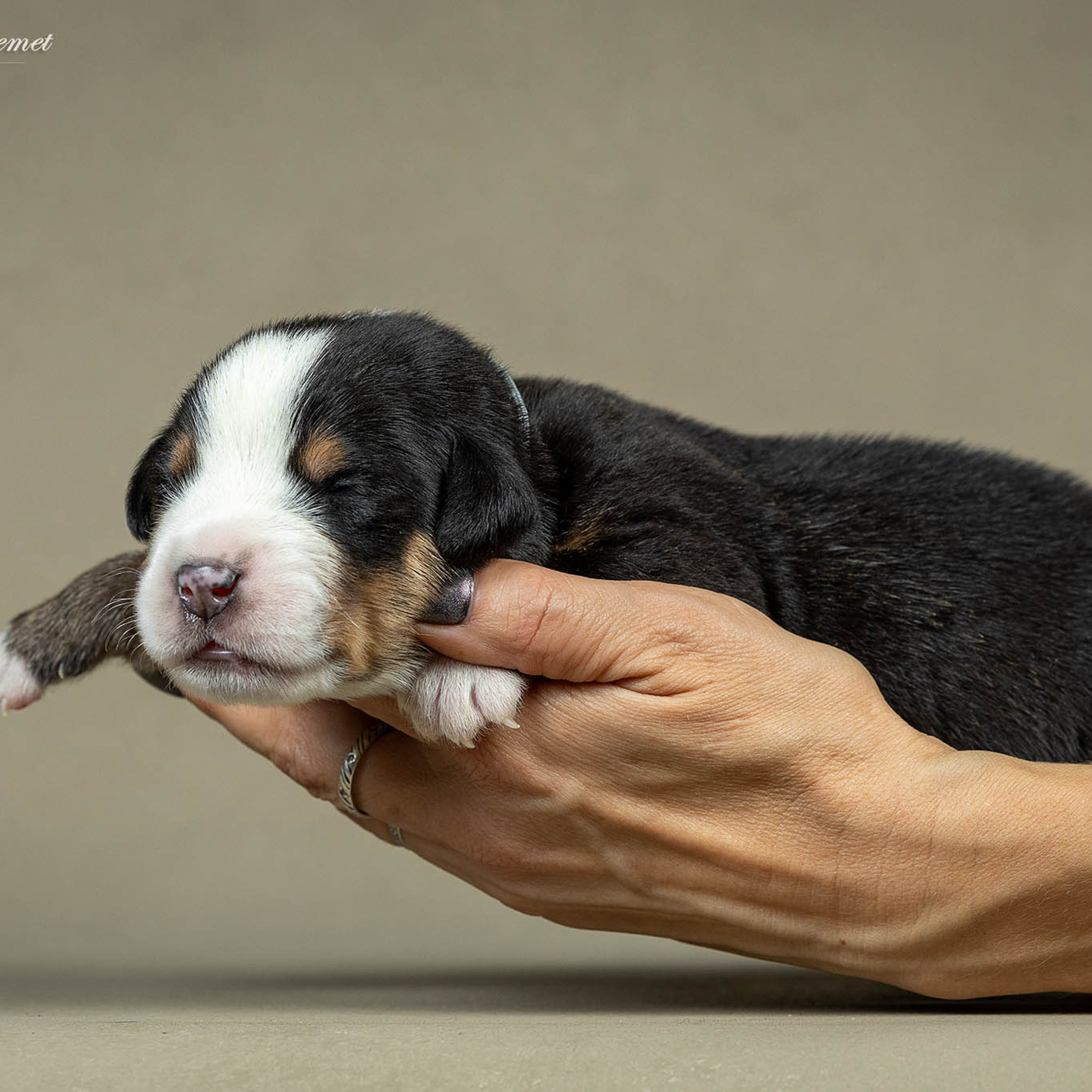 Щенки зенненхунда. Питомник Больших Швейцарских Зенненхундов в Калужской области