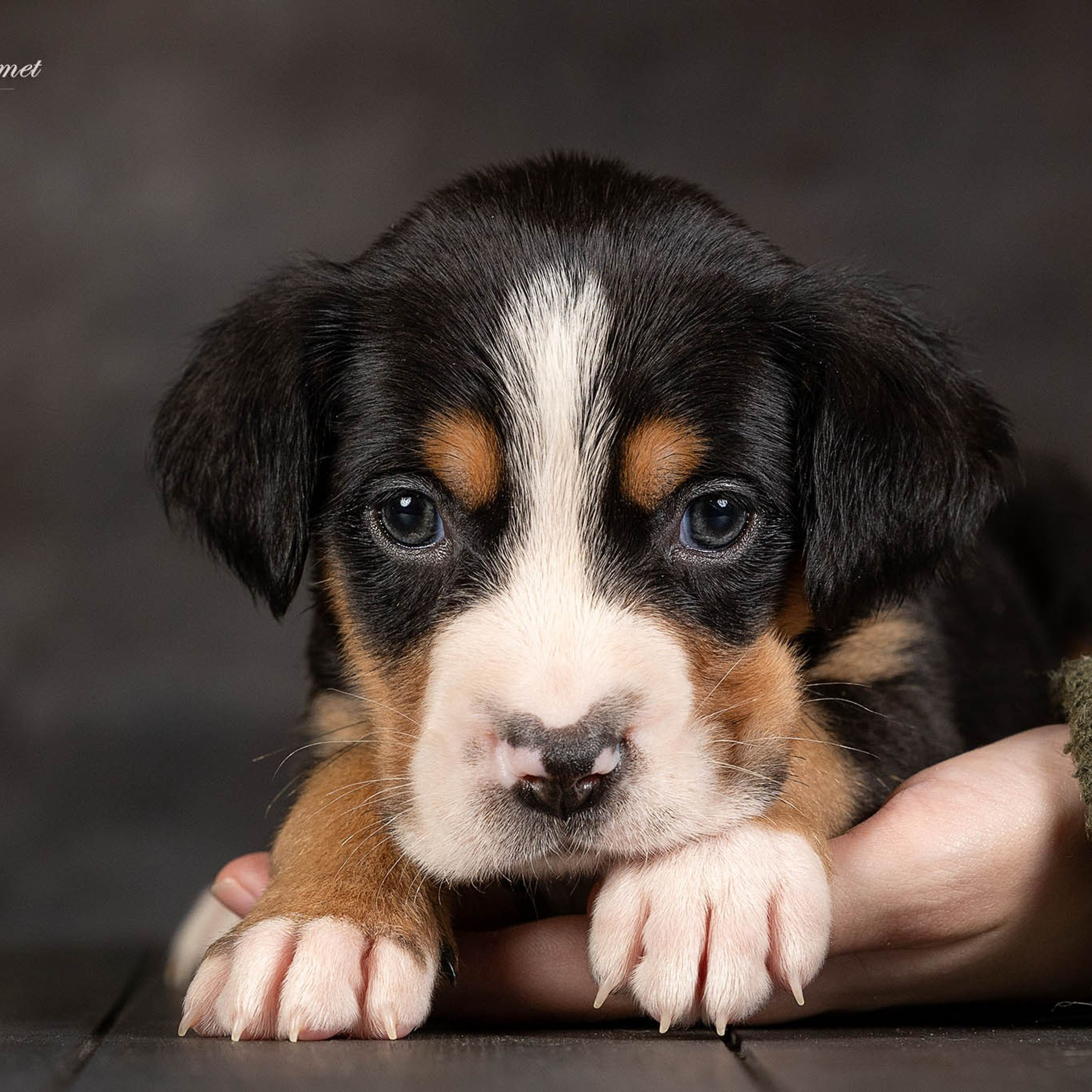 Щенки зенненхунда. Питомник Больших Швейцарских Зенненхундов в Калужской области