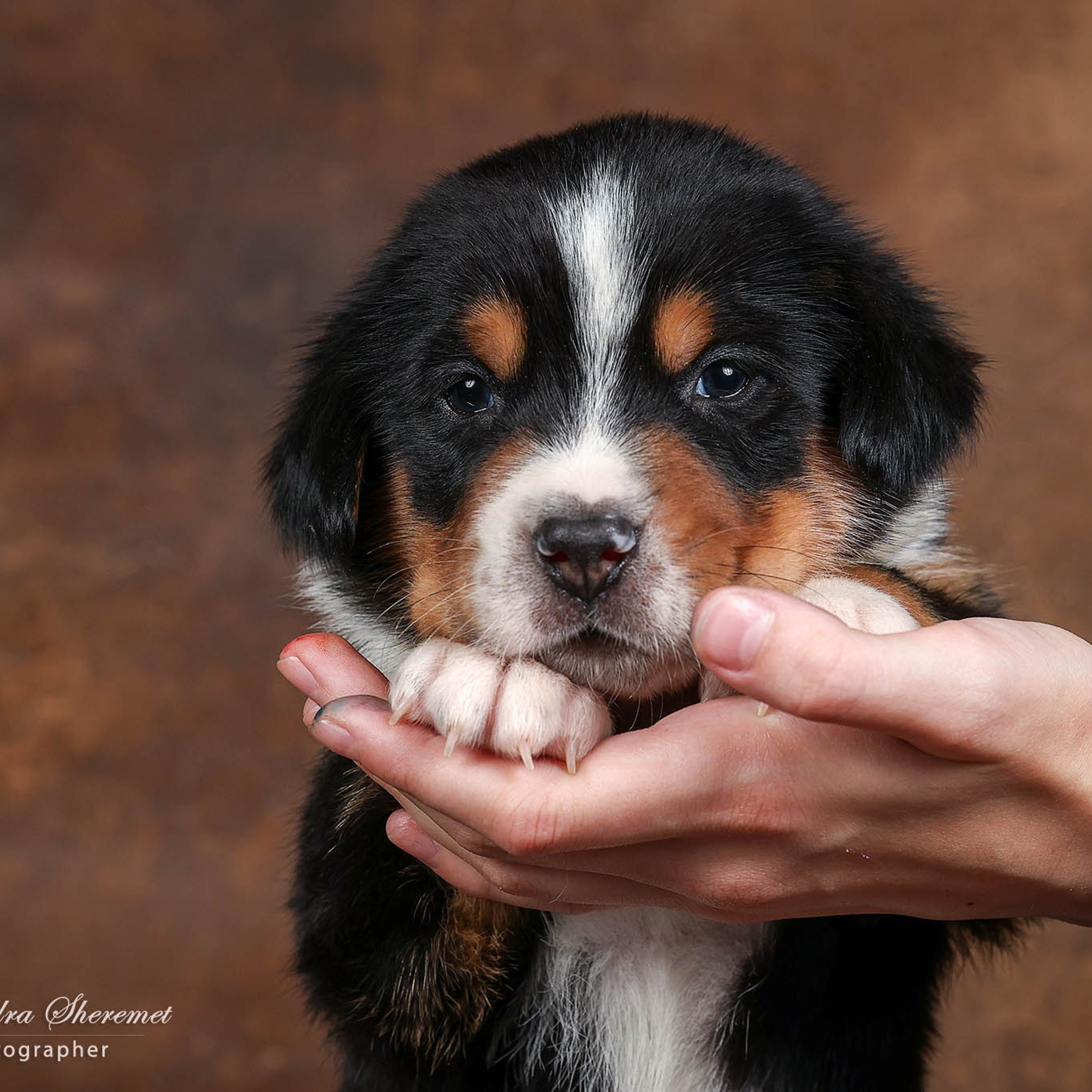 Щенки зенненхунда. Питомник Больших Швейцарских Зенненхундов в Калужской области