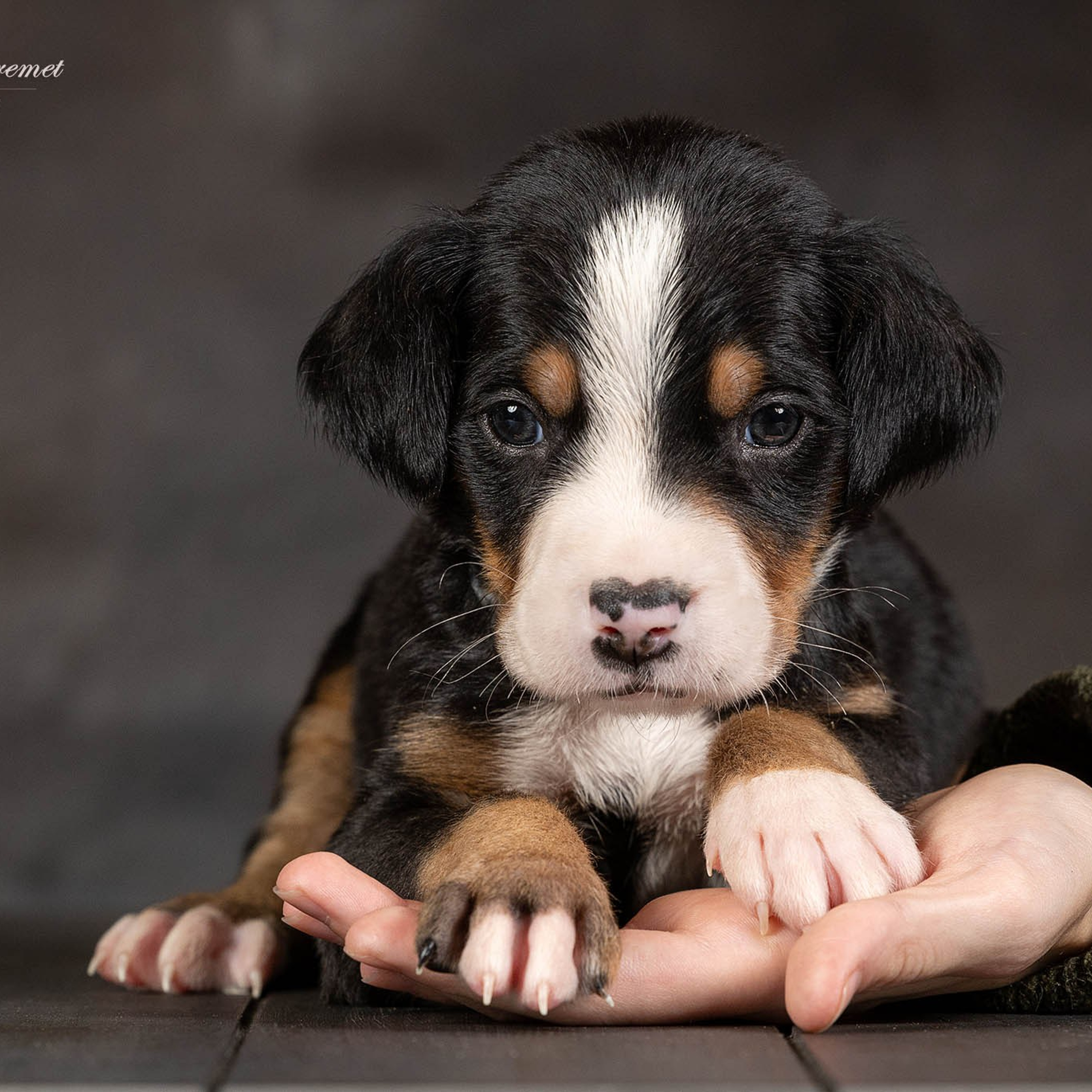 Щенки зенненхунда. Питомник Больших Швейцарских Зенненхундов в Калужской области