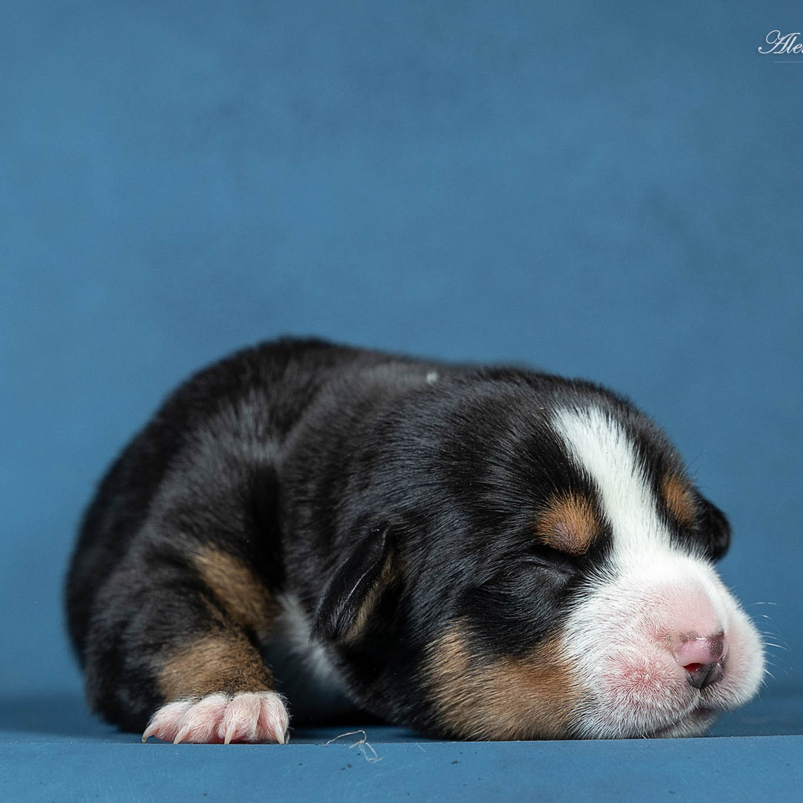 Щенки зенненхунда. Питомник Больших Швейцарских Зенненхундов в Калужской области