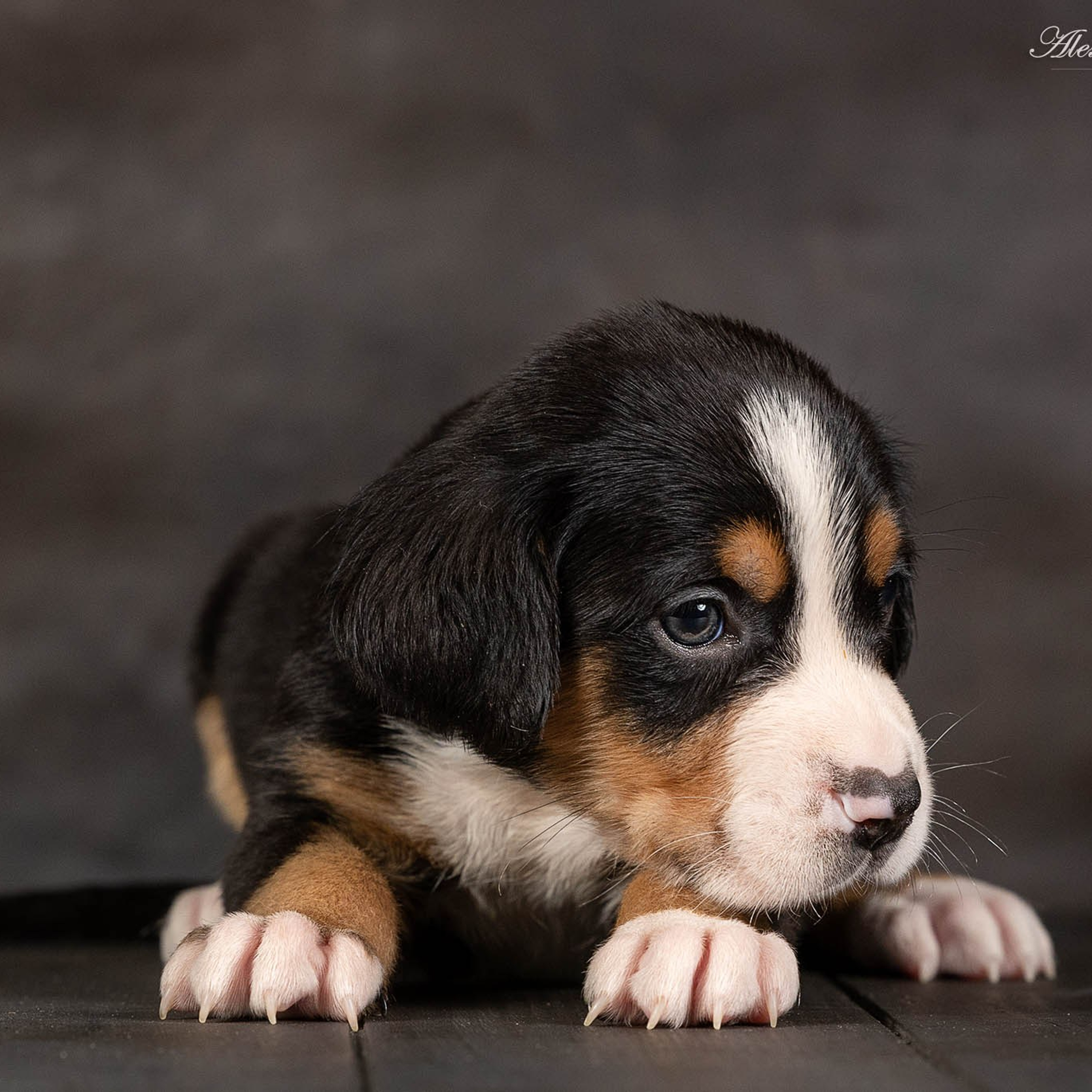 Щенки зенненхунда. Питомник Больших Швейцарских Зенненхундов в Калужской области