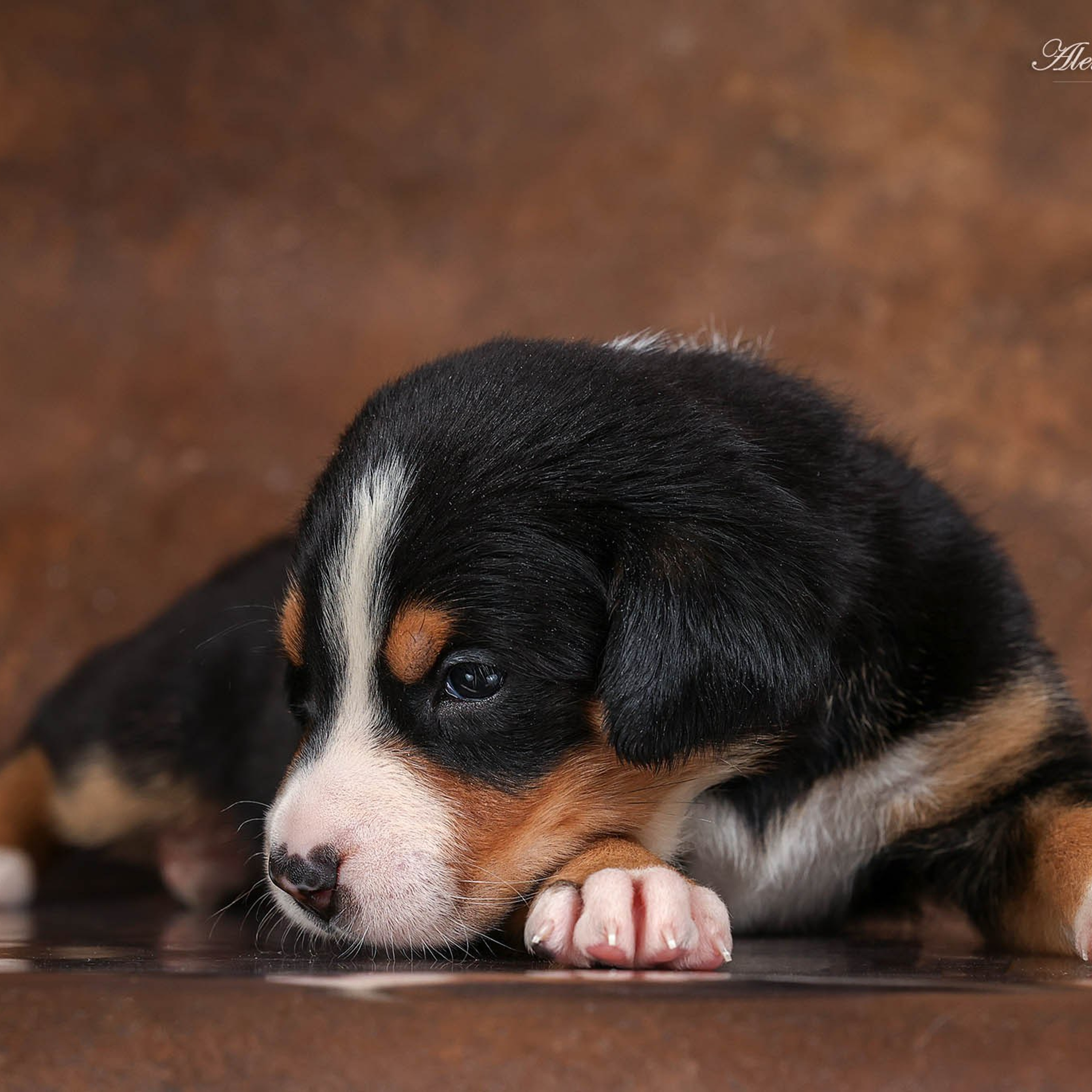 Щенки зенненхунда. Питомник Больших Швейцарских Зенненхундов в Калужской области