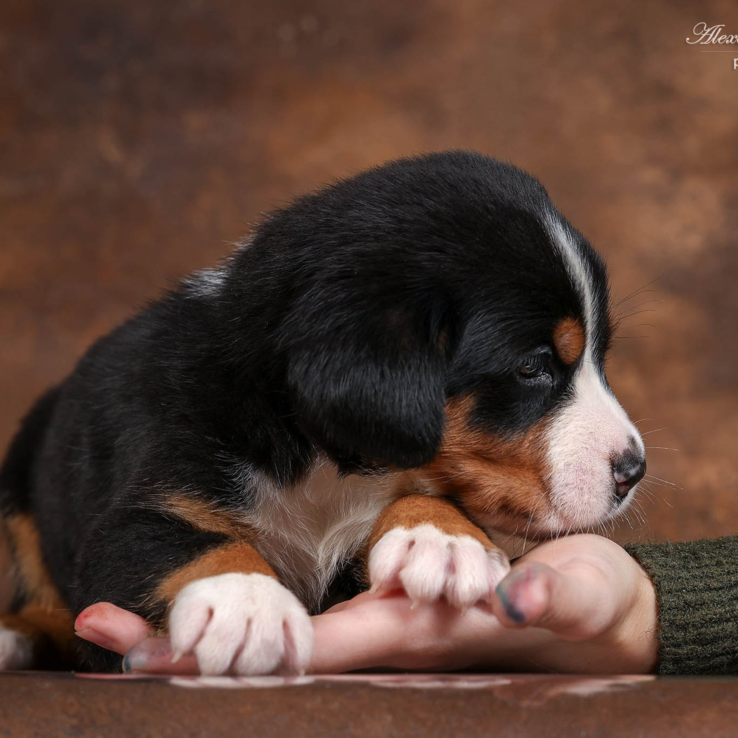 Щенки зенненхунда. Питомник Больших Швейцарских Зенненхундов в Калужской области