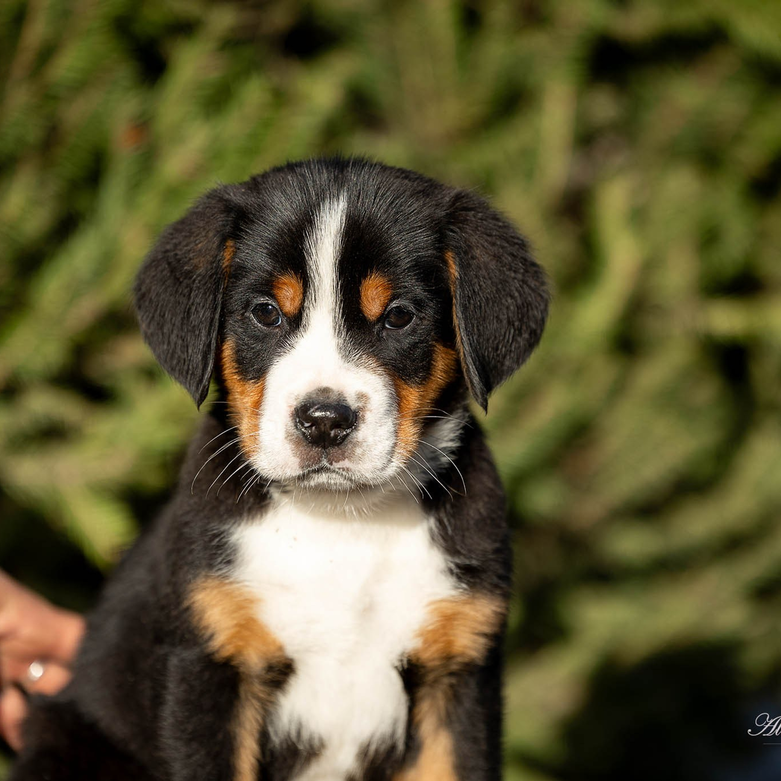 Щенки зенненхунда. Питомник Больших Швейцарских Зенненхундов в Калужской области