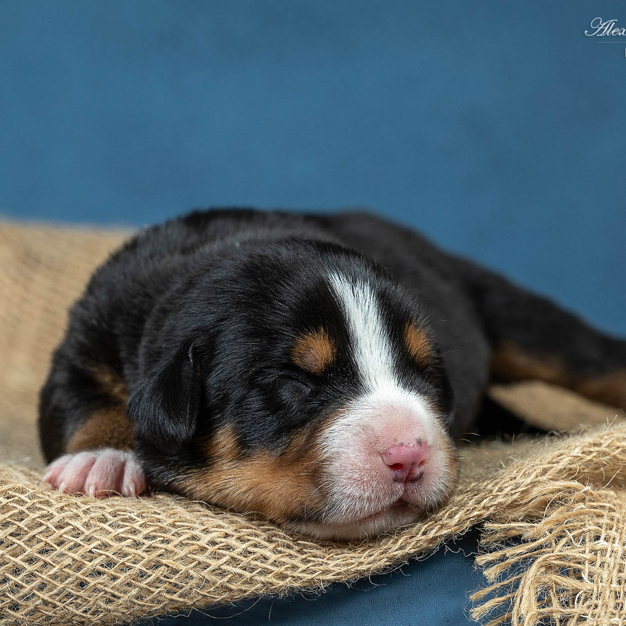 Щенки зенненхунда. Питомник Больших Швейцарских Зенненхундов в Калужской области