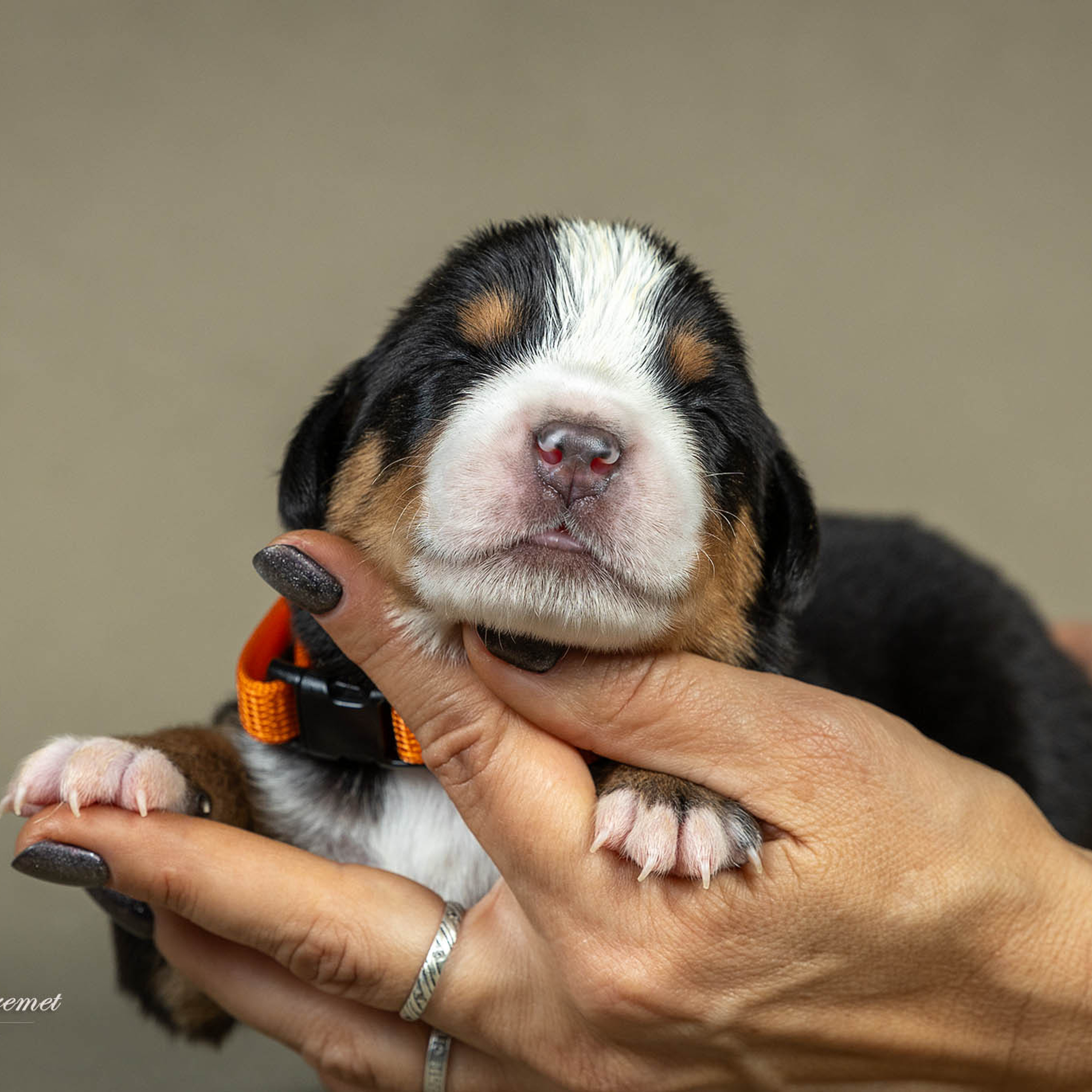 Щенки зенненхунда. Питомник Больших Швейцарских Зенненхундов в Калужской области