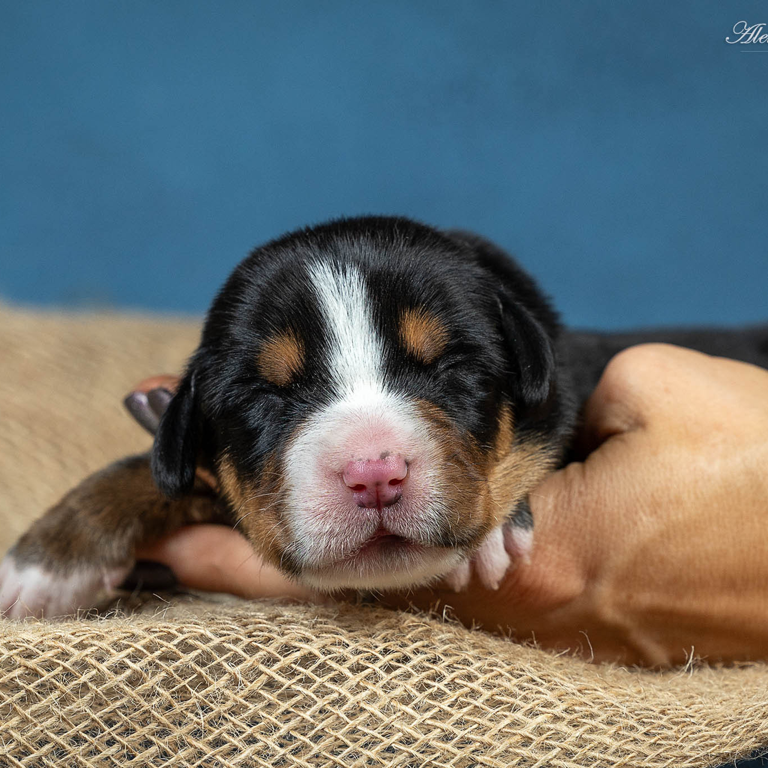 Щенки зенненхунда. Питомник Больших Швейцарских Зенненхундов в Калужской области