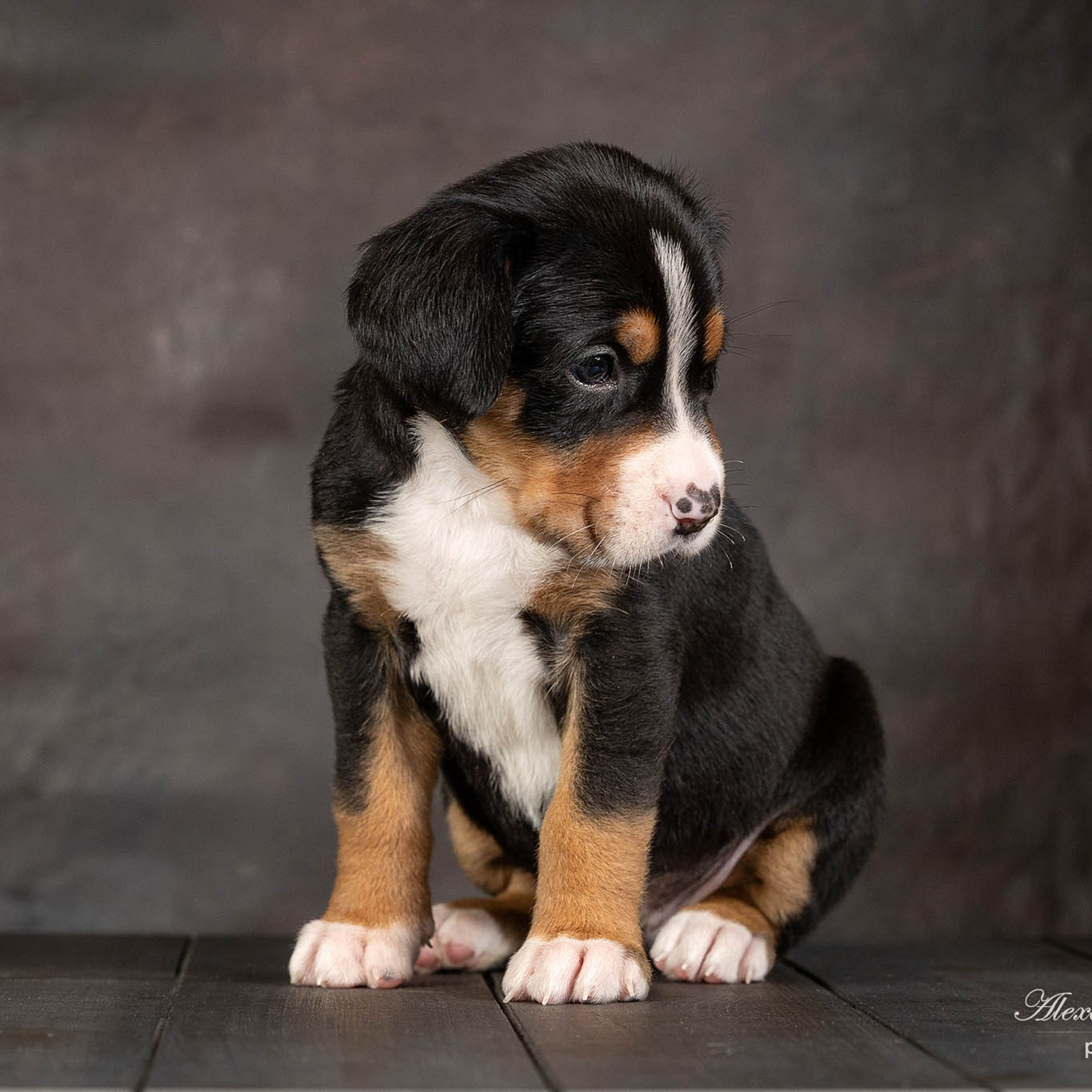 Щенки зенненхунда. Питомник Больших Швейцарских Зенненхундов в Калужской области