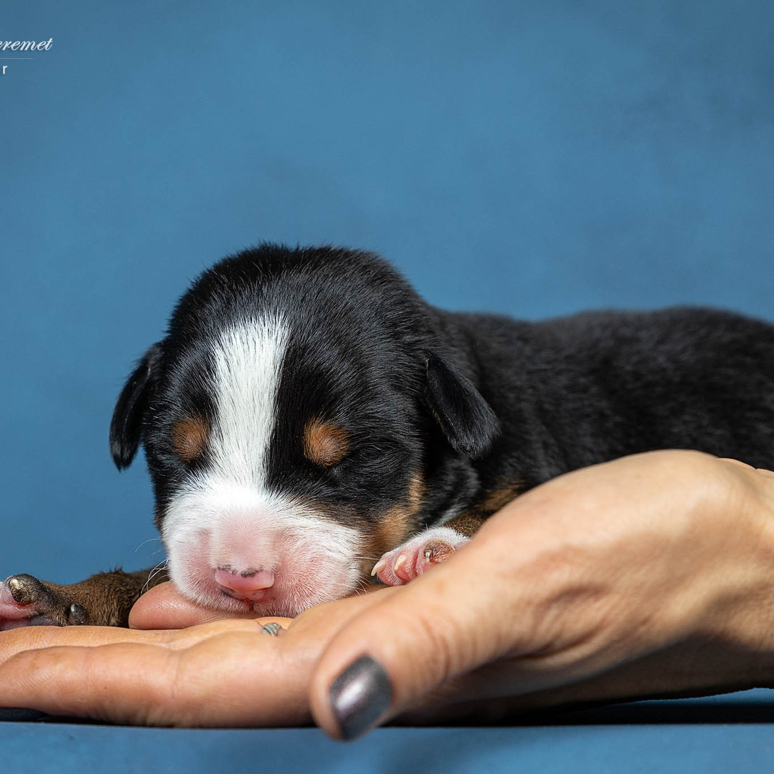 Щенки зенненхунда. Питомник Больших Швейцарских Зенненхундов в Калужской области