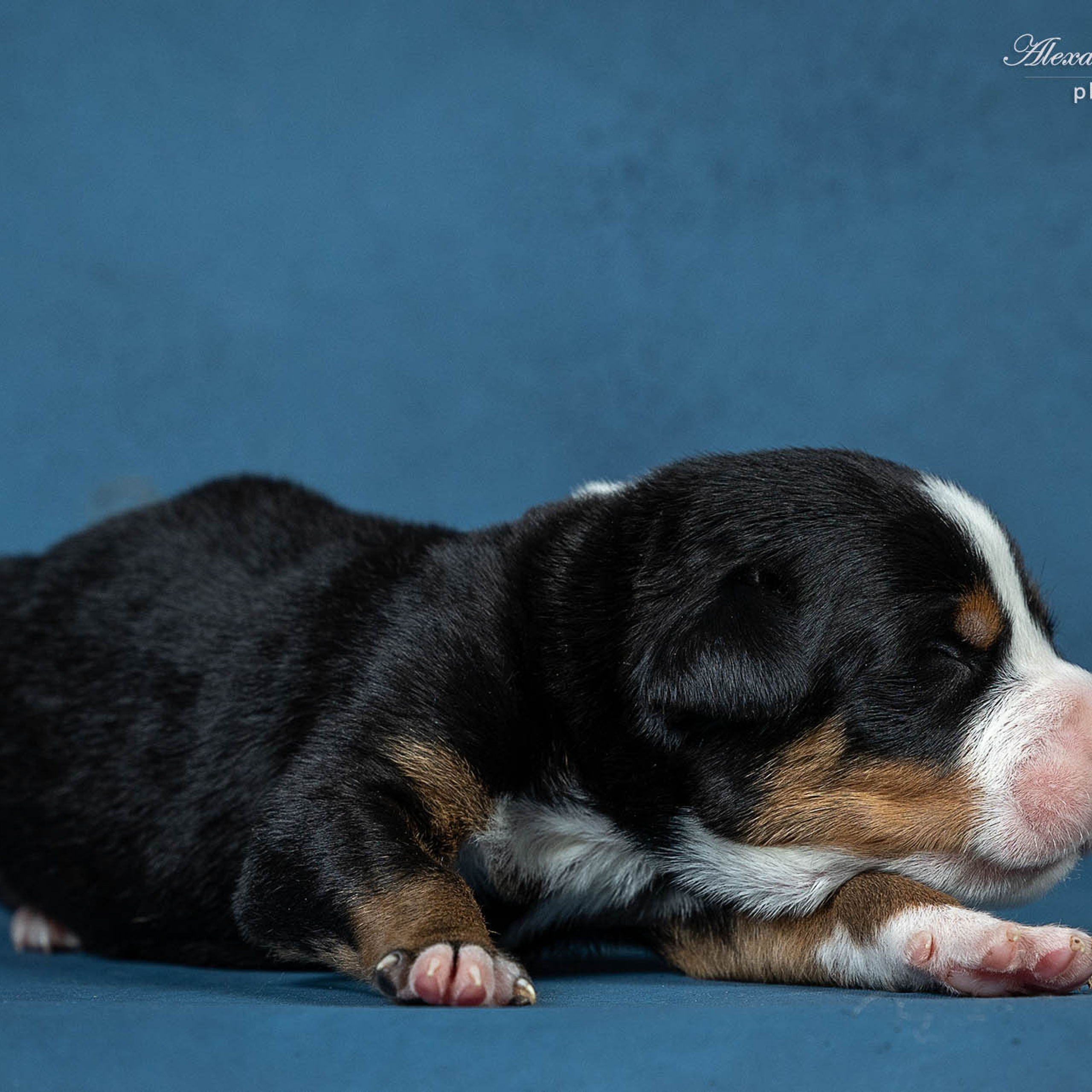 Щенки зенненхунда. Питомник Больших Швейцарских Зенненхундов в Калужской области