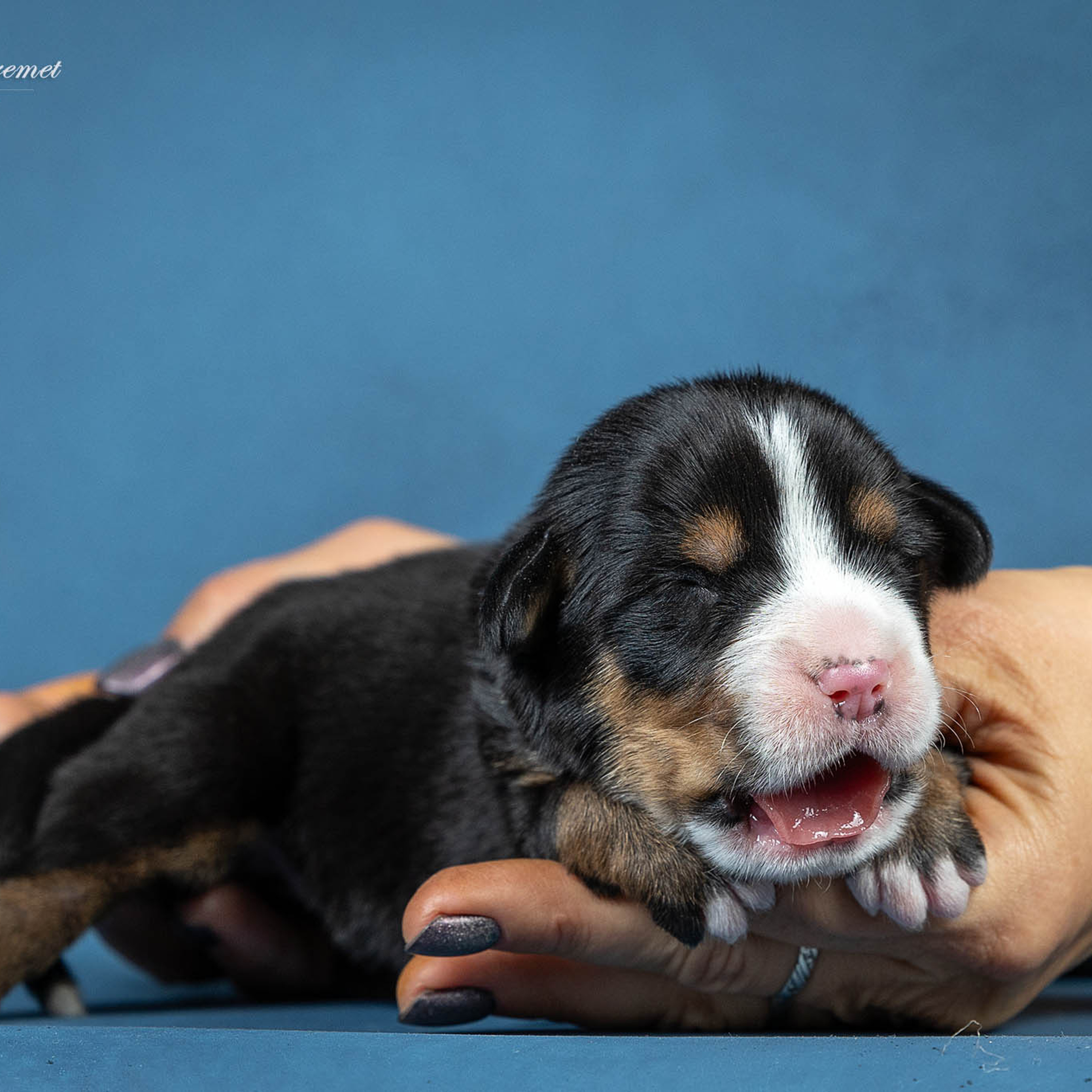 Щенки зенненхунда. Питомник Больших Швейцарских Зенненхундов в Калужской области
