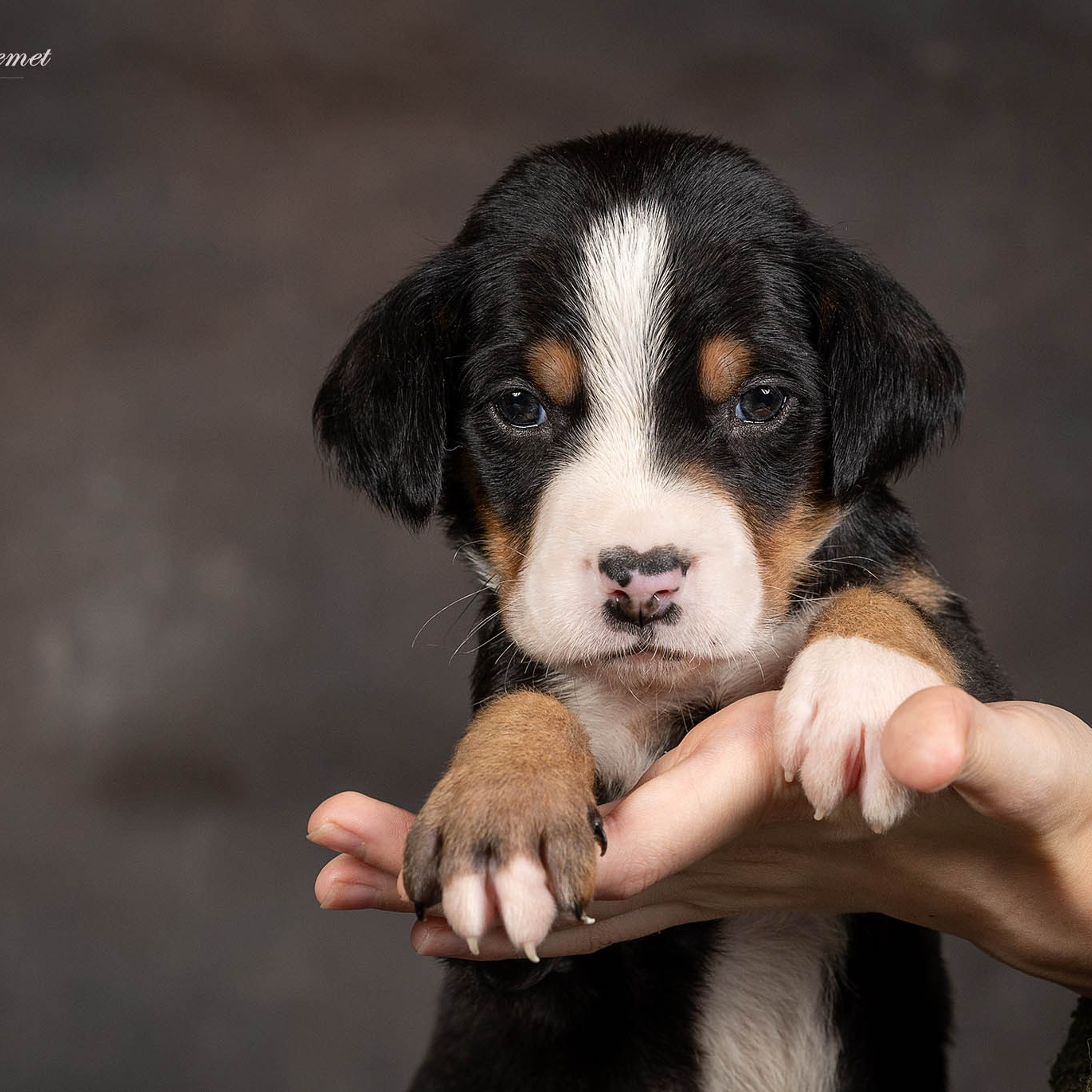 Щенки зенненхунда. Питомник Больших Швейцарских Зенненхундов в Калужской области