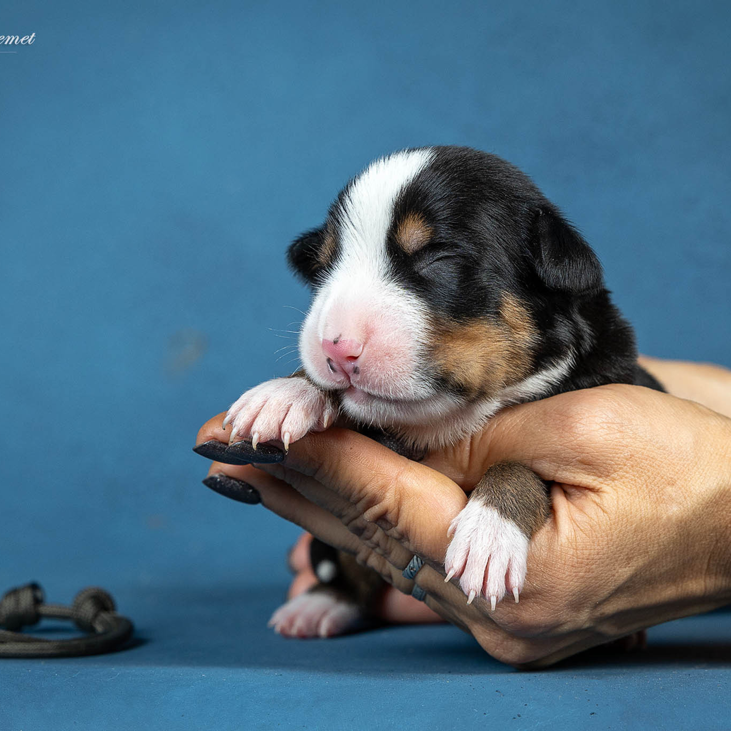 Щенки зенненхунда. Питомник Больших Швейцарских Зенненхундов в Калужской области