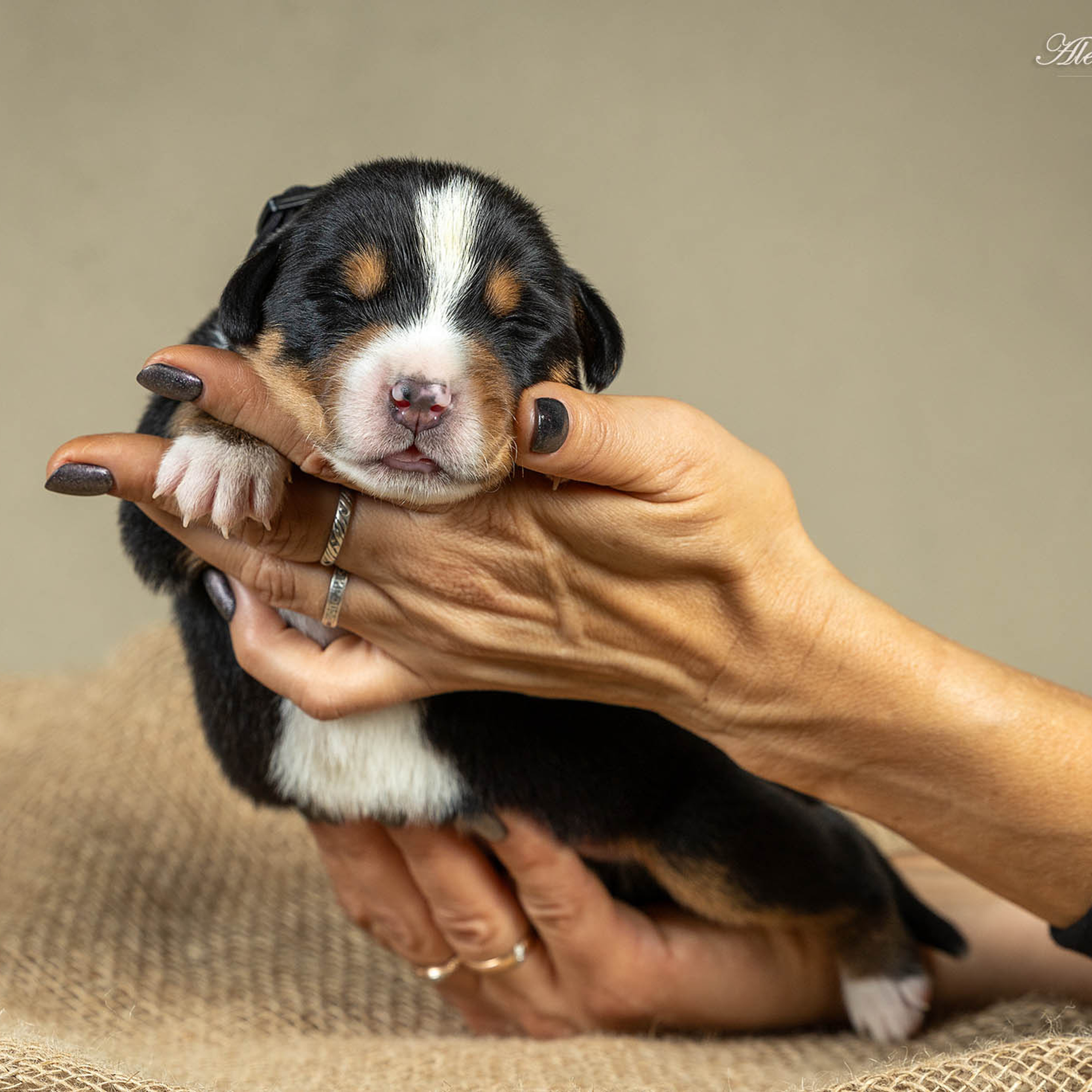 Щенки зенненхунда. Питомник Больших Швейцарских Зенненхундов в Калужской области