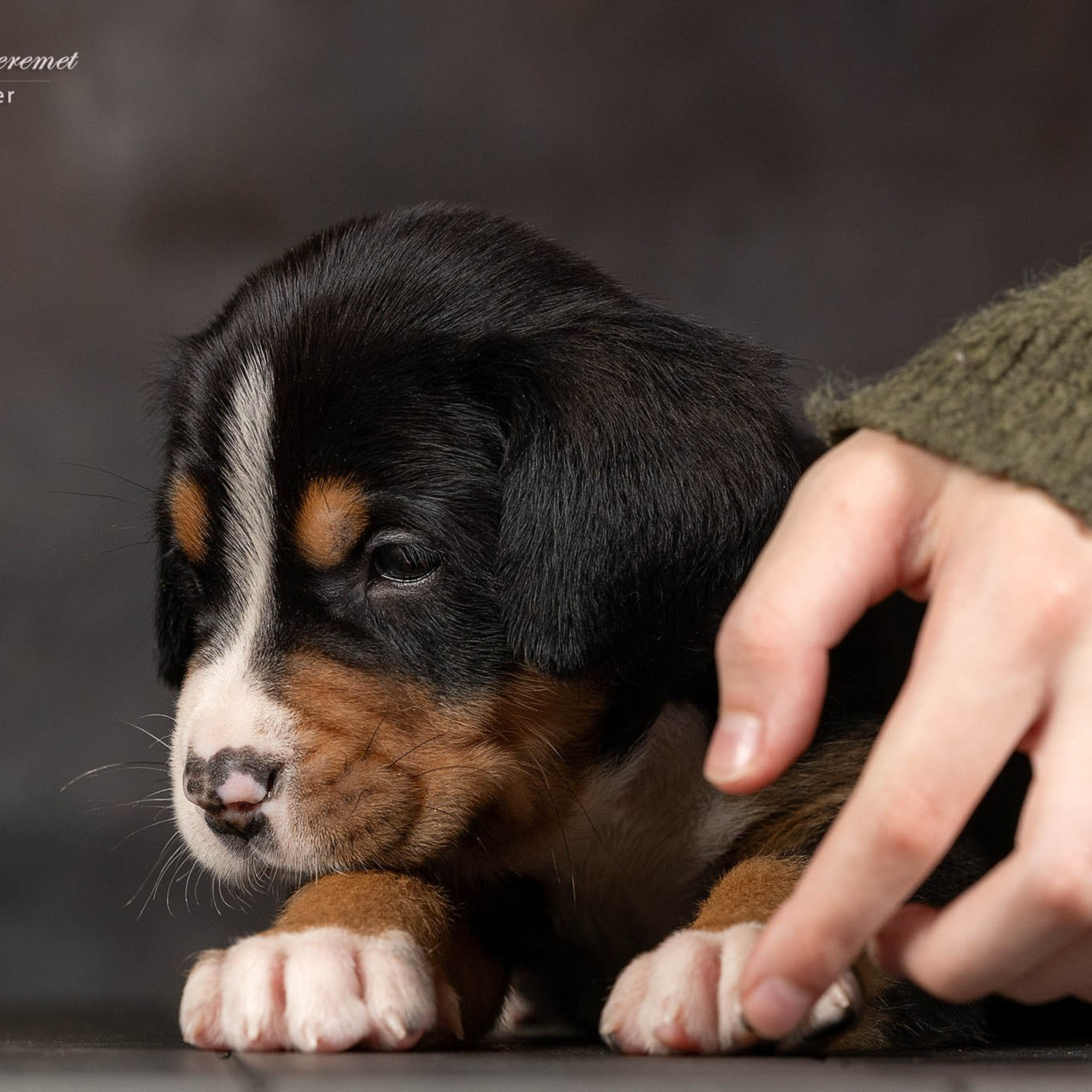 Щенки зенненхунда. Питомник Больших Швейцарских Зенненхундов в Калужской области