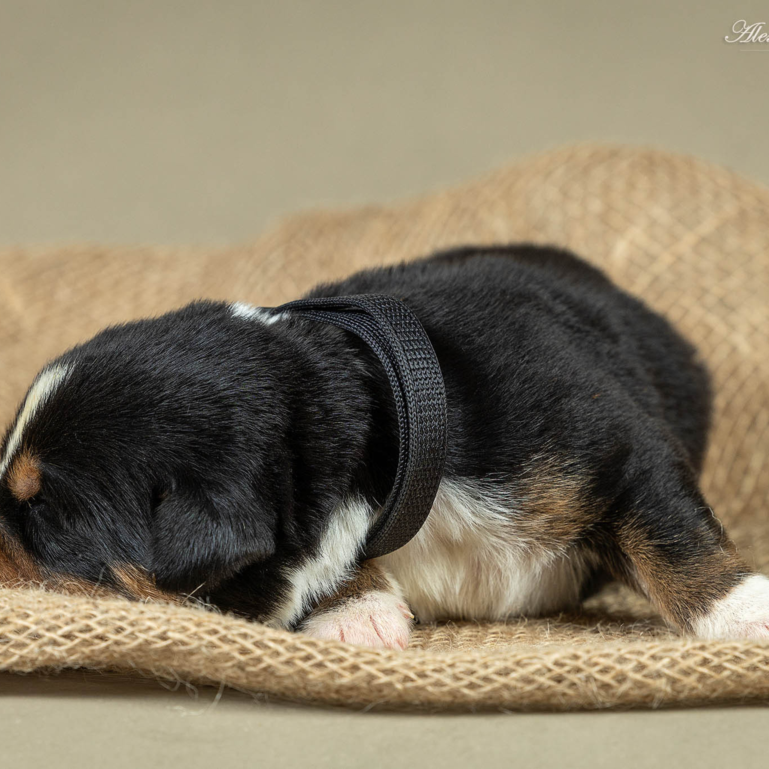Щенки зенненхунда. Питомник Больших Швейцарских Зенненхундов в Калужской области