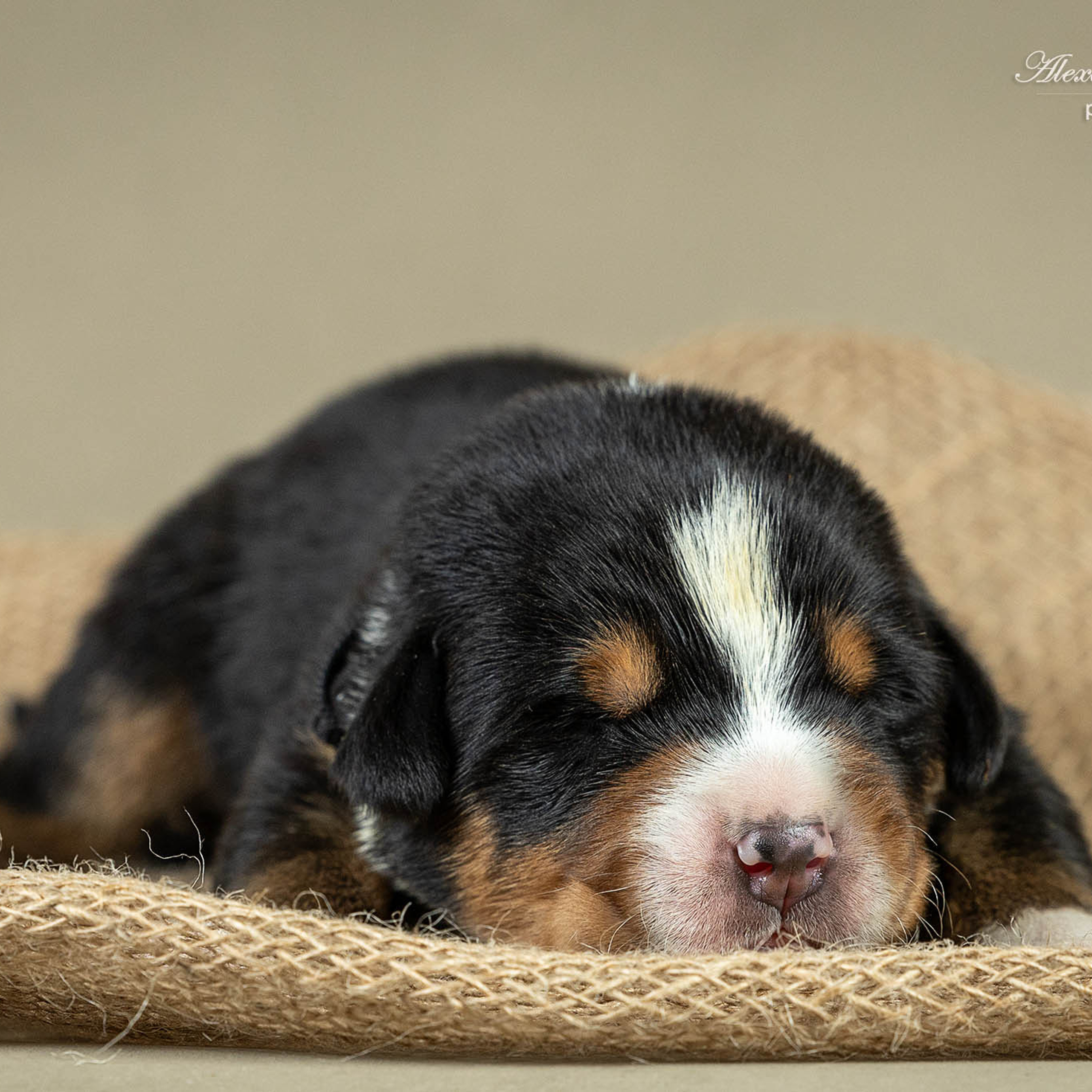 Щенки зенненхунда. Питомник Больших Швейцарских Зенненхундов в Калужской области