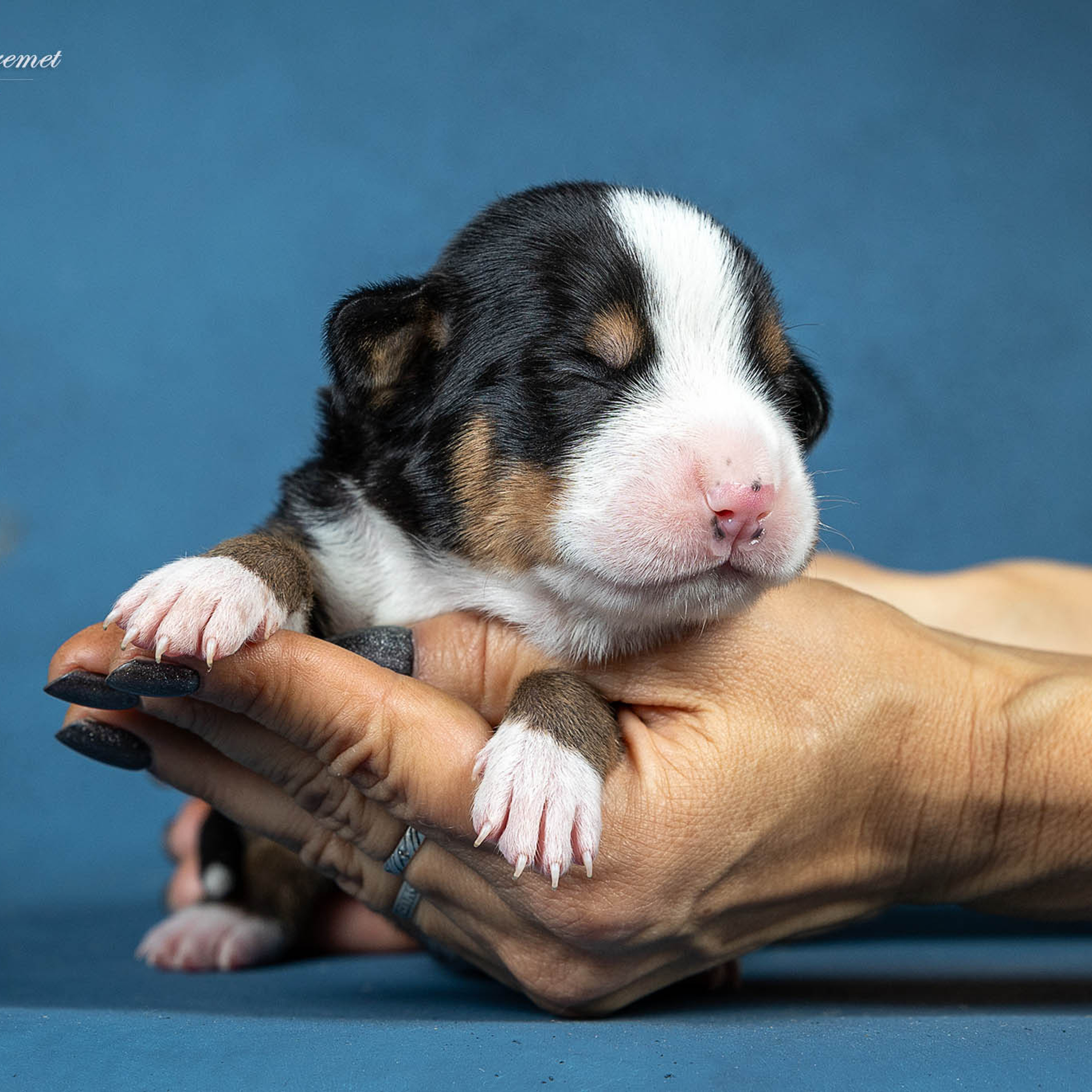 Щенки зенненхунда. Питомник Больших Швейцарских Зенненхундов в Калужской области