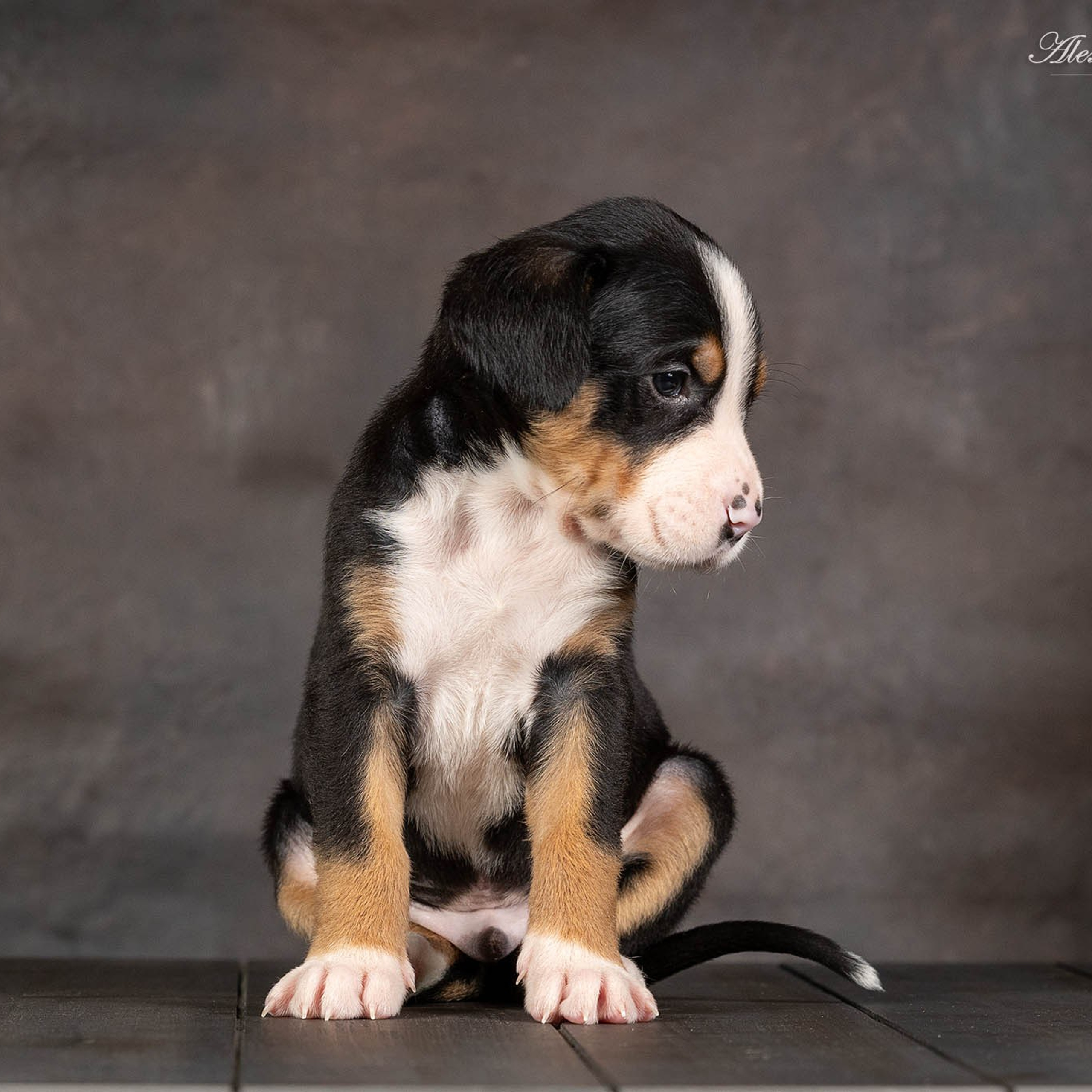 Щенки зенненхунда. Питомник Больших Швейцарских Зенненхундов в Калужской области