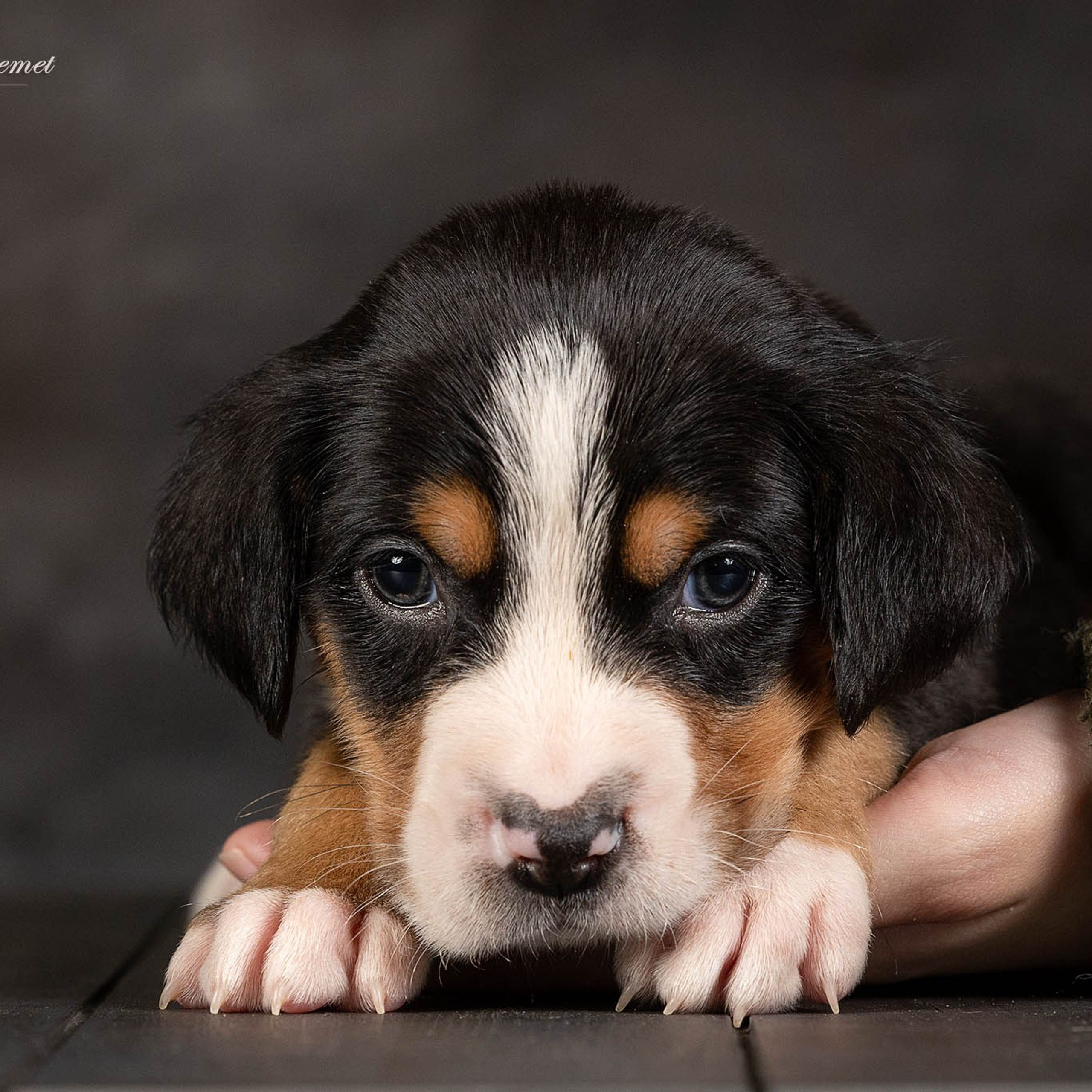 Щенки зенненхунда. Питомник Больших Швейцарских Зенненхундов в Калужской области