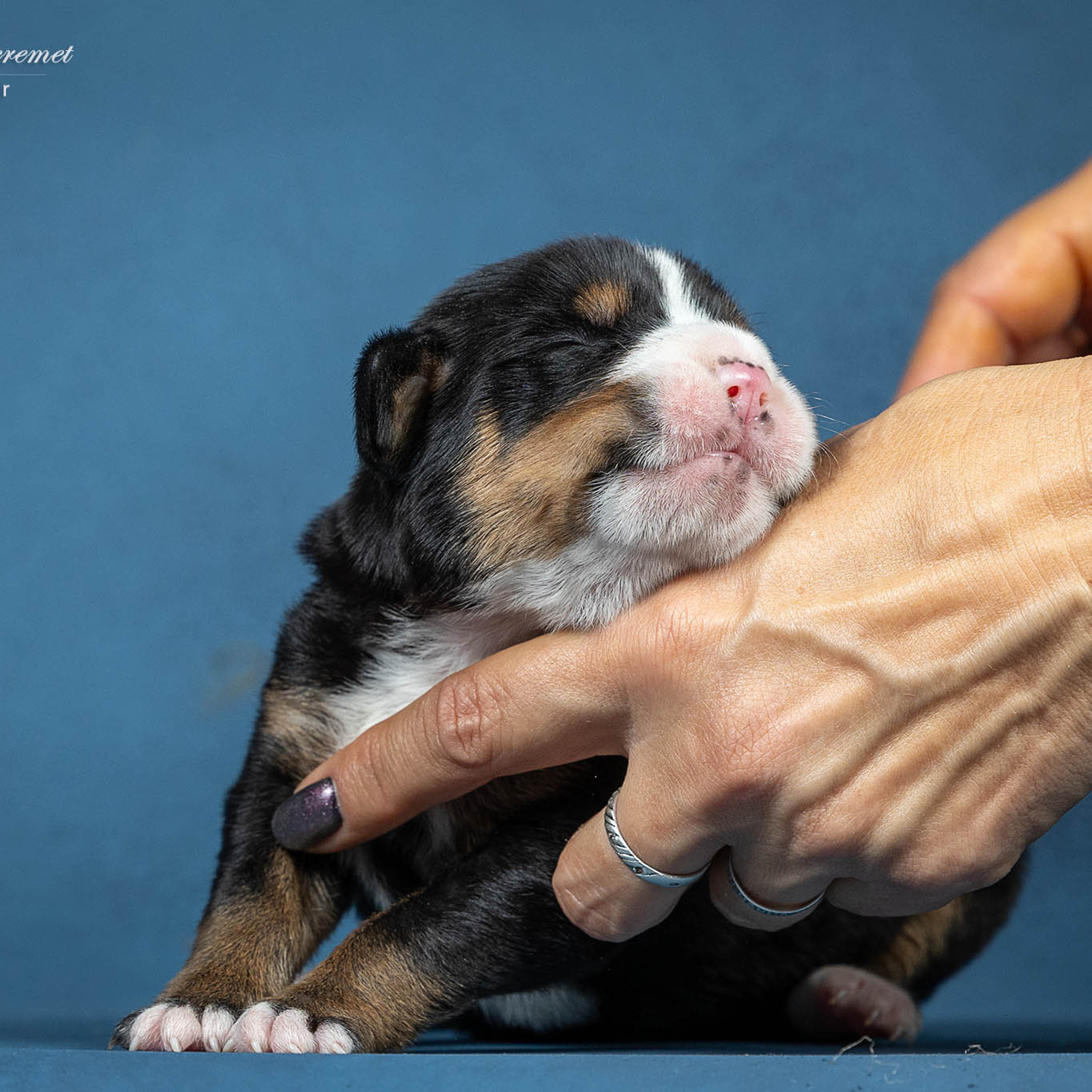 Щенки зенненхунда. Питомник Больших Швейцарских Зенненхундов в Калужской области