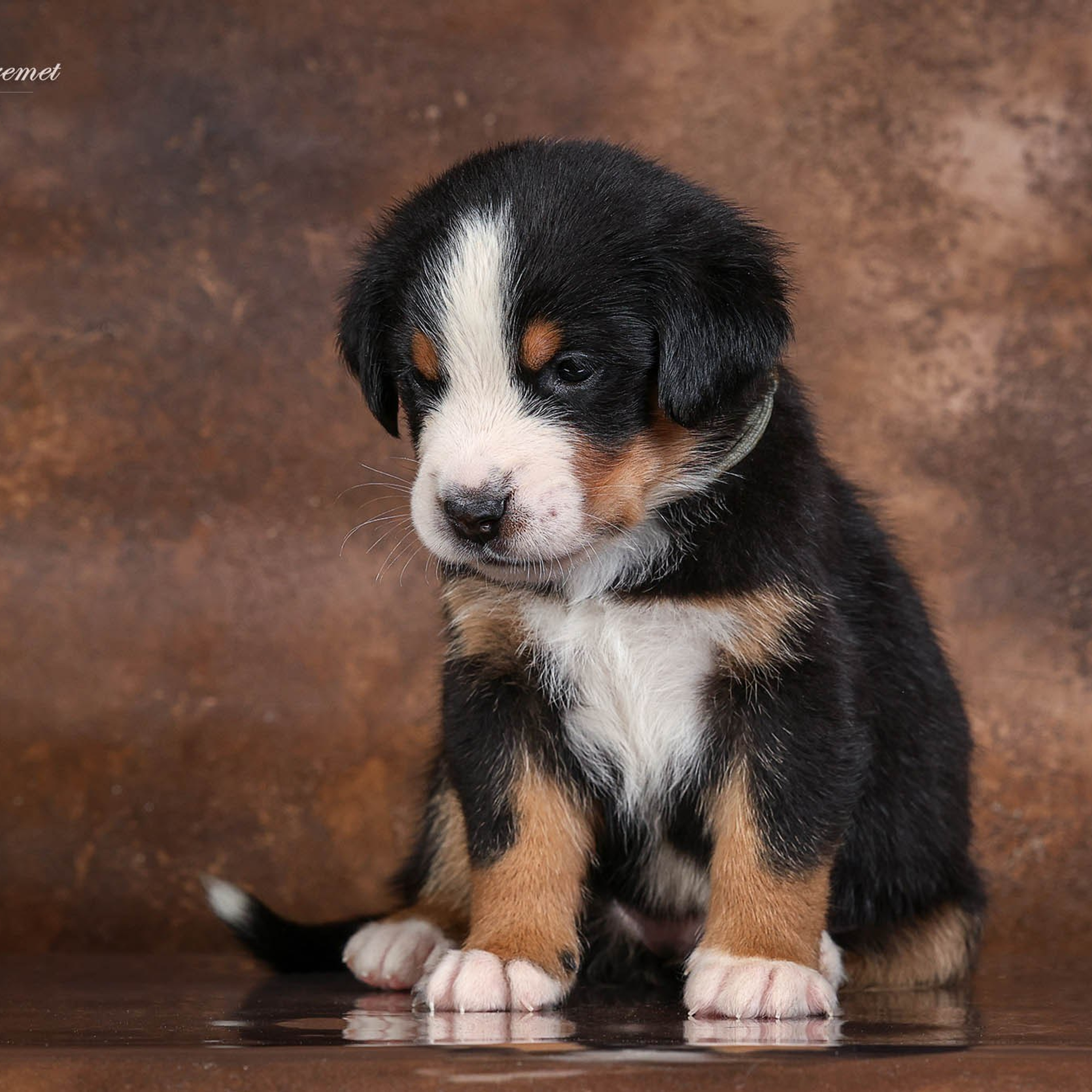 Щенки зенненхунда. Питомник Больших Швейцарских Зенненхундов в Калужской области