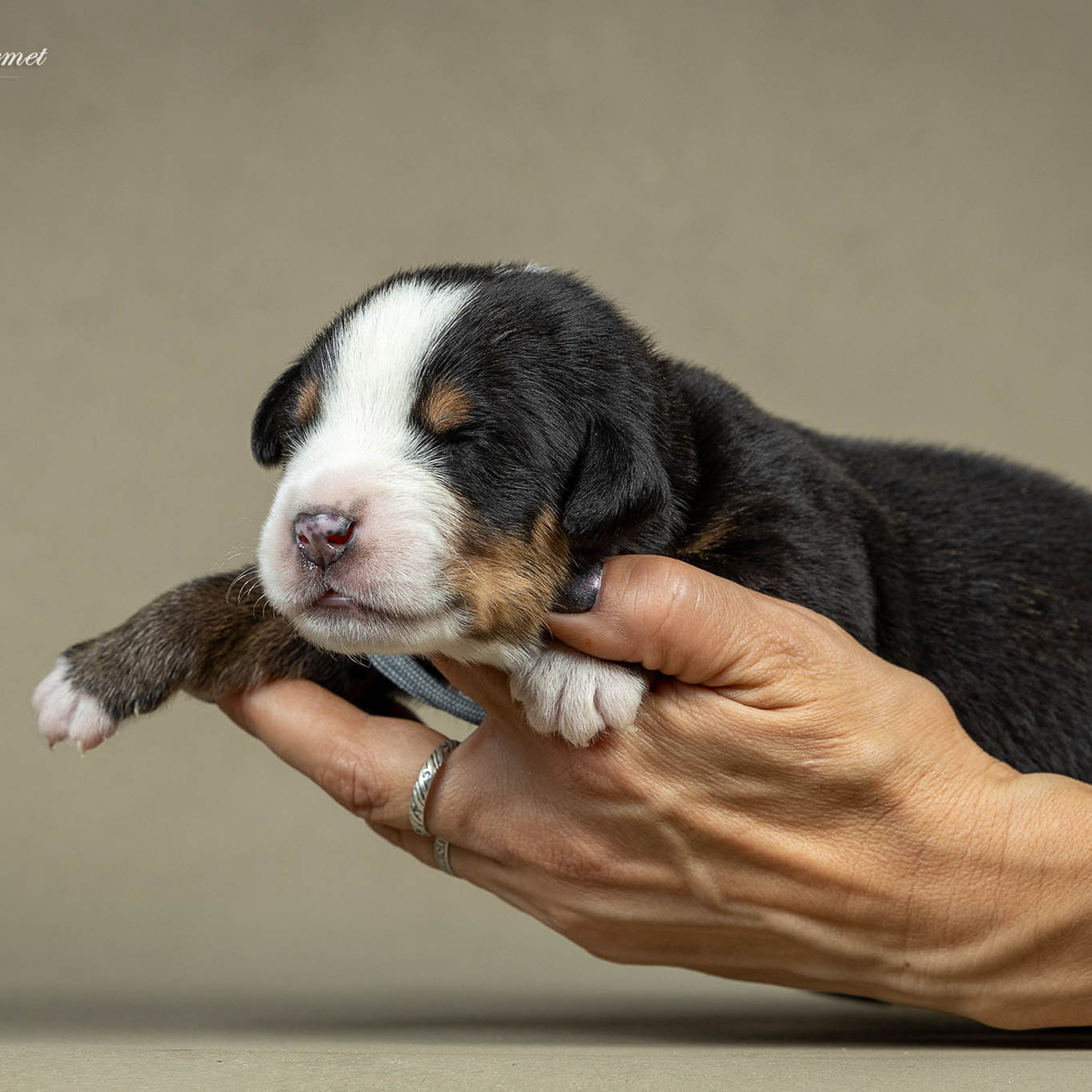 Щенки зенненхунда. Питомник Больших Швейцарских Зенненхундов в Калужской области