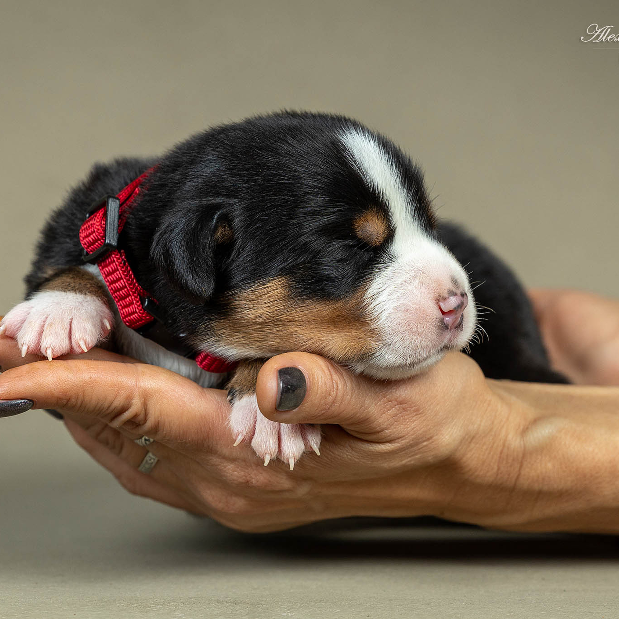 Щенки зенненхунда. Питомник Больших Швейцарских Зенненхундов в Калужской области