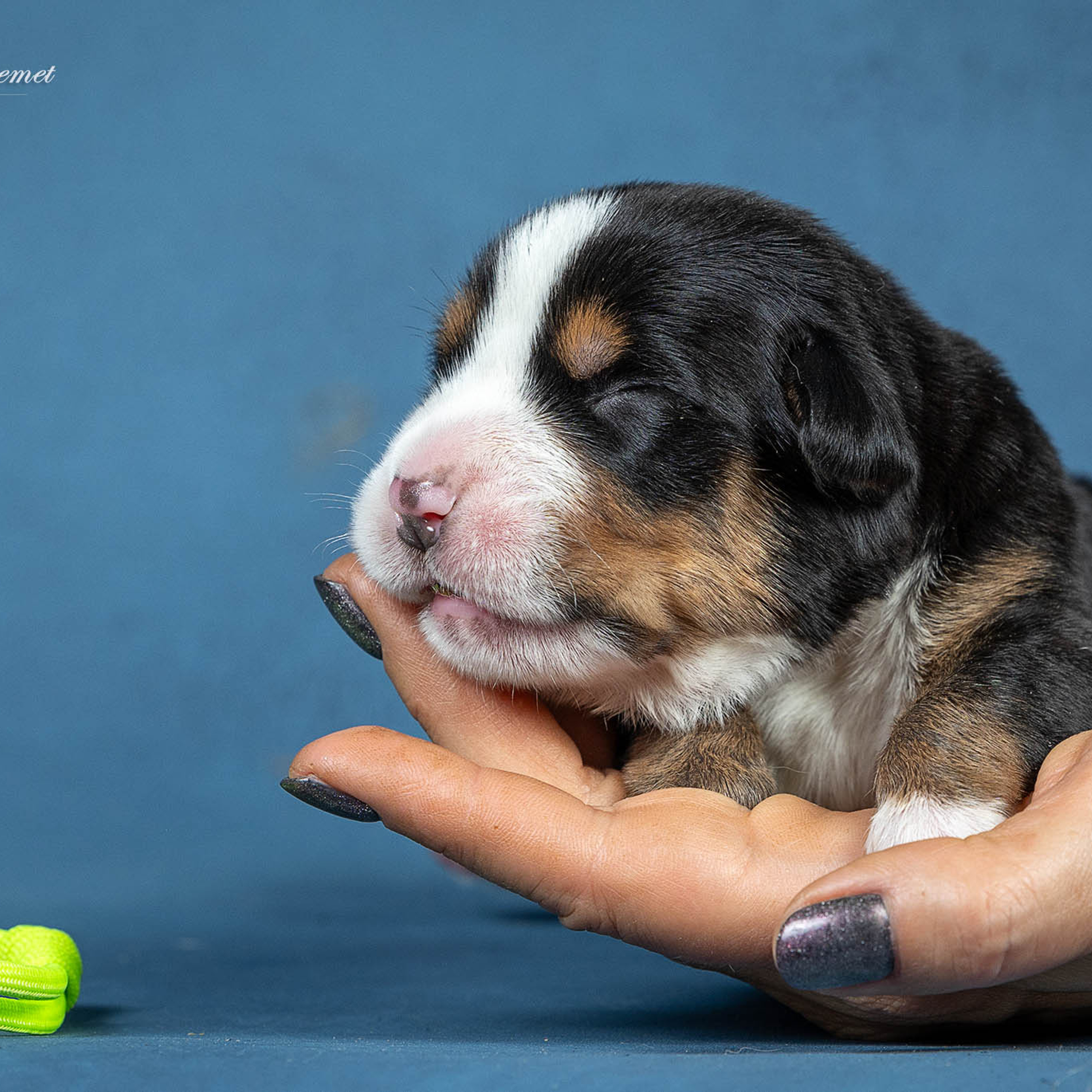 Щенки зенненхунда. Питомник Больших Швейцарских Зенненхундов в Калужской области