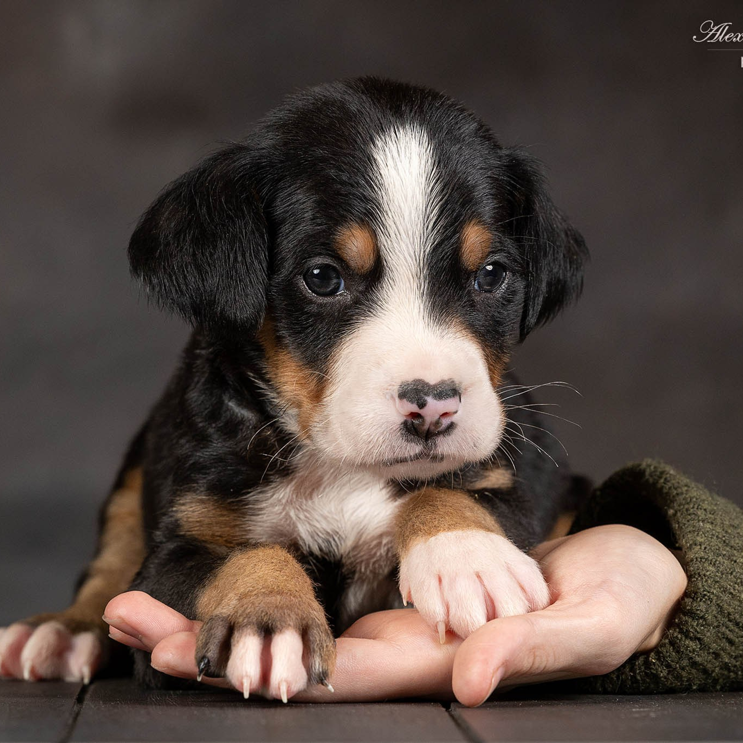Щенки зенненхунда. Питомник Больших Швейцарских Зенненхундов в Калужской области