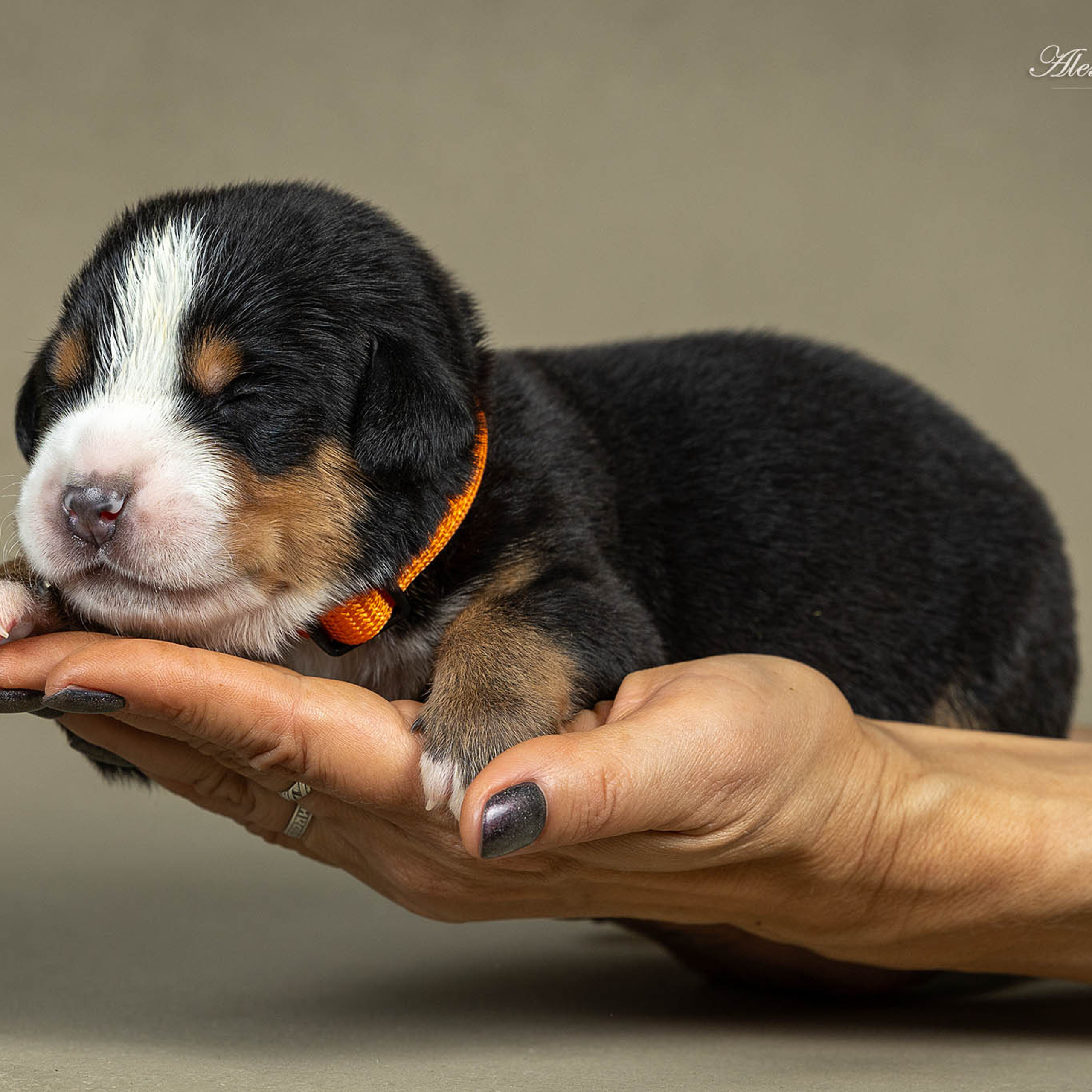 Щенки зенненхунда. Питомник Больших Швейцарских Зенненхундов в Калужской области