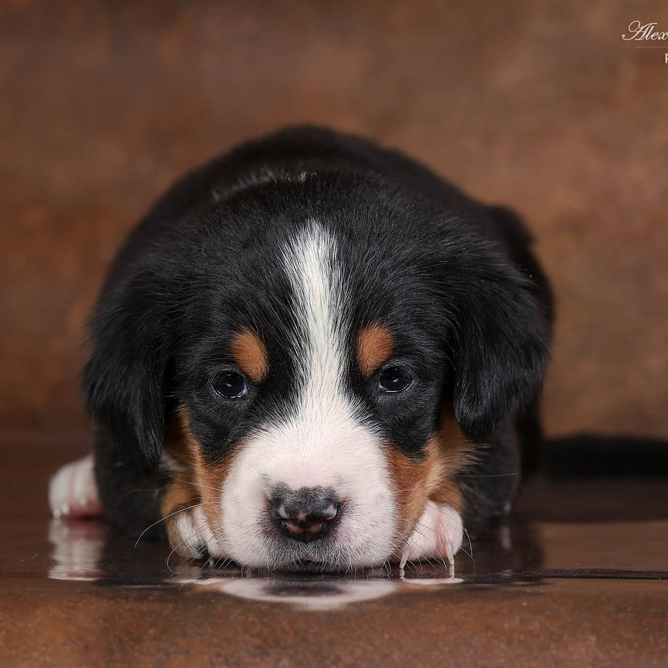 Щенки зенненхунда. Питомник Больших Швейцарских Зенненхундов в Калужской области