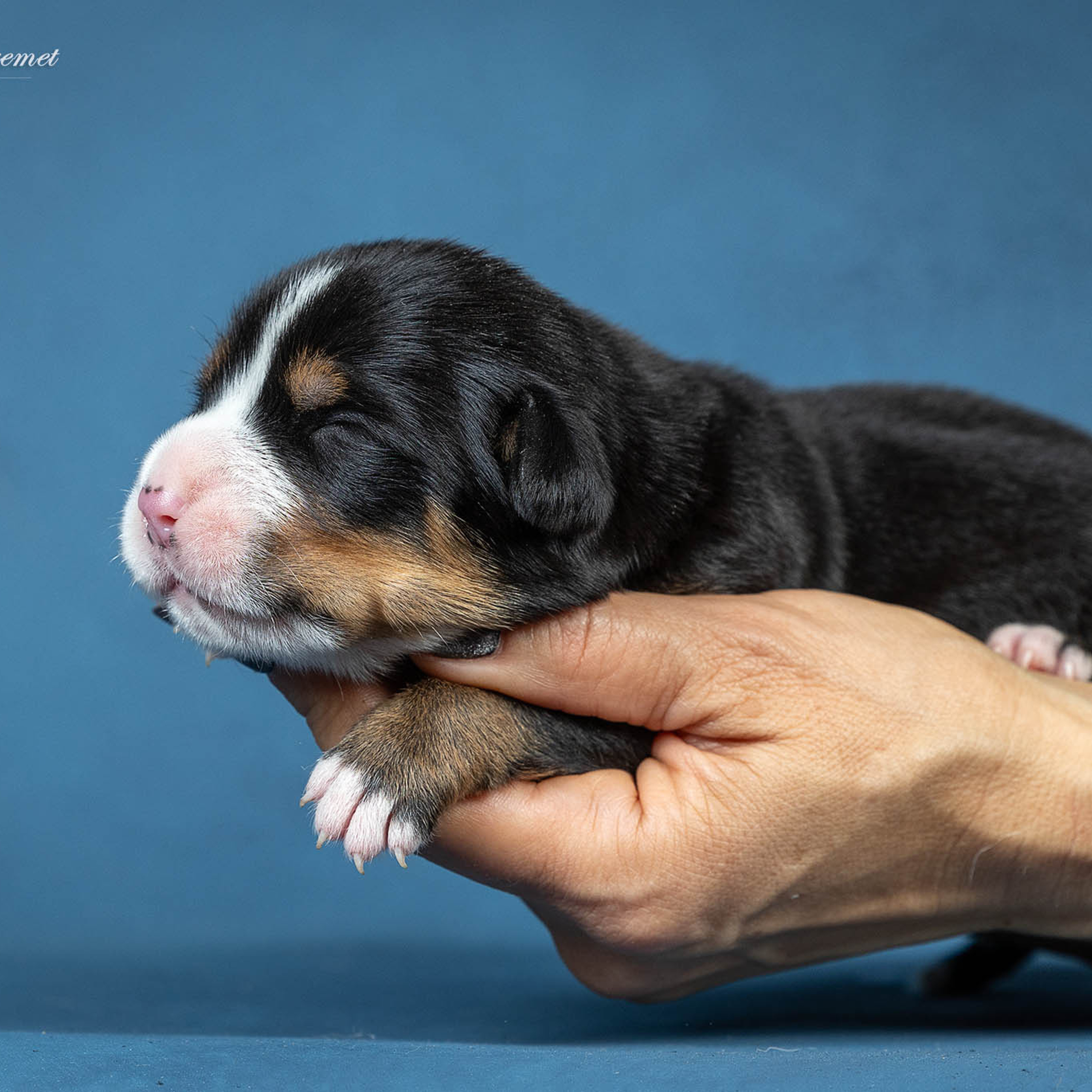 Щенки зенненхунда. Питомник Больших Швейцарских Зенненхундов в Калужской области